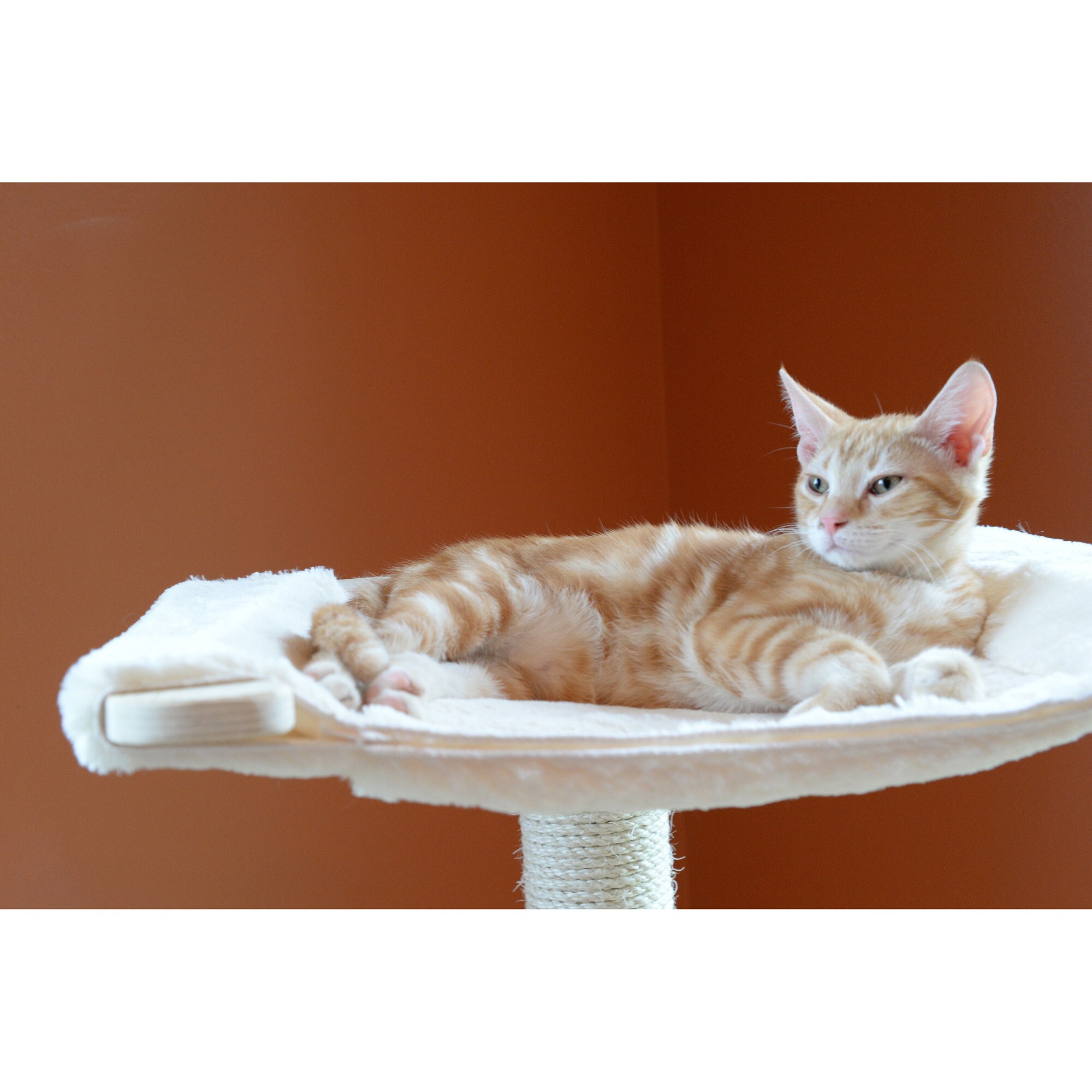 Armarkat S5402 Cat-Trees - View #11