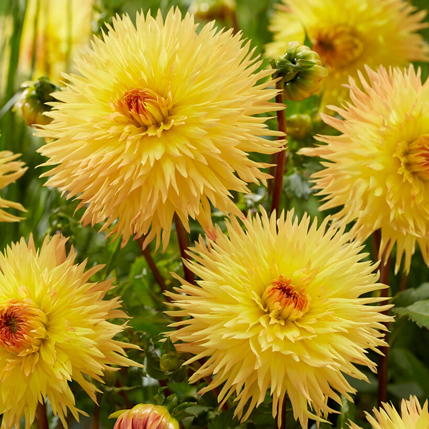 Van Zyverden 84502 Yellow Dahlias Sassafras Bulbs 5 Count