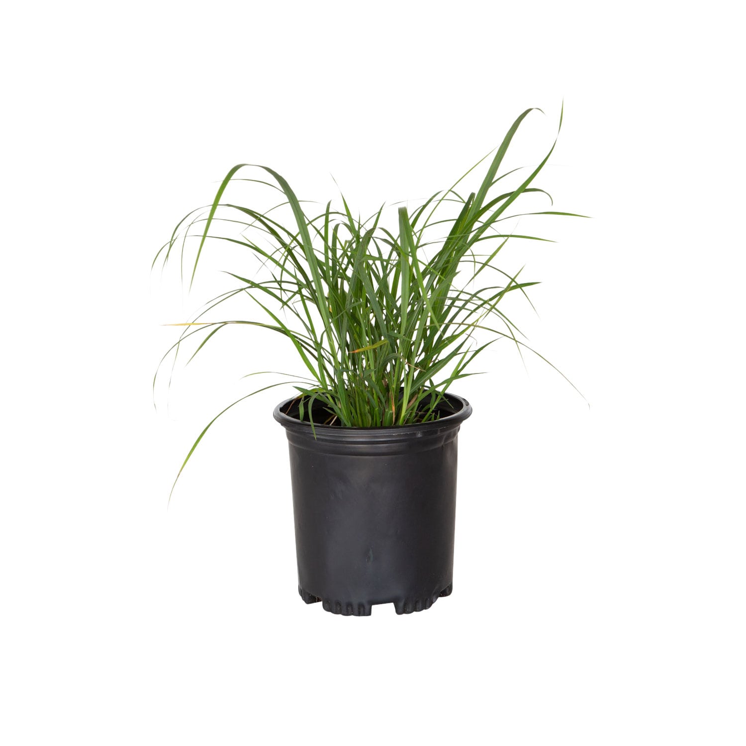Flowerwood 2190Q-1 2.5 -Quart Maiden Grass in Pot