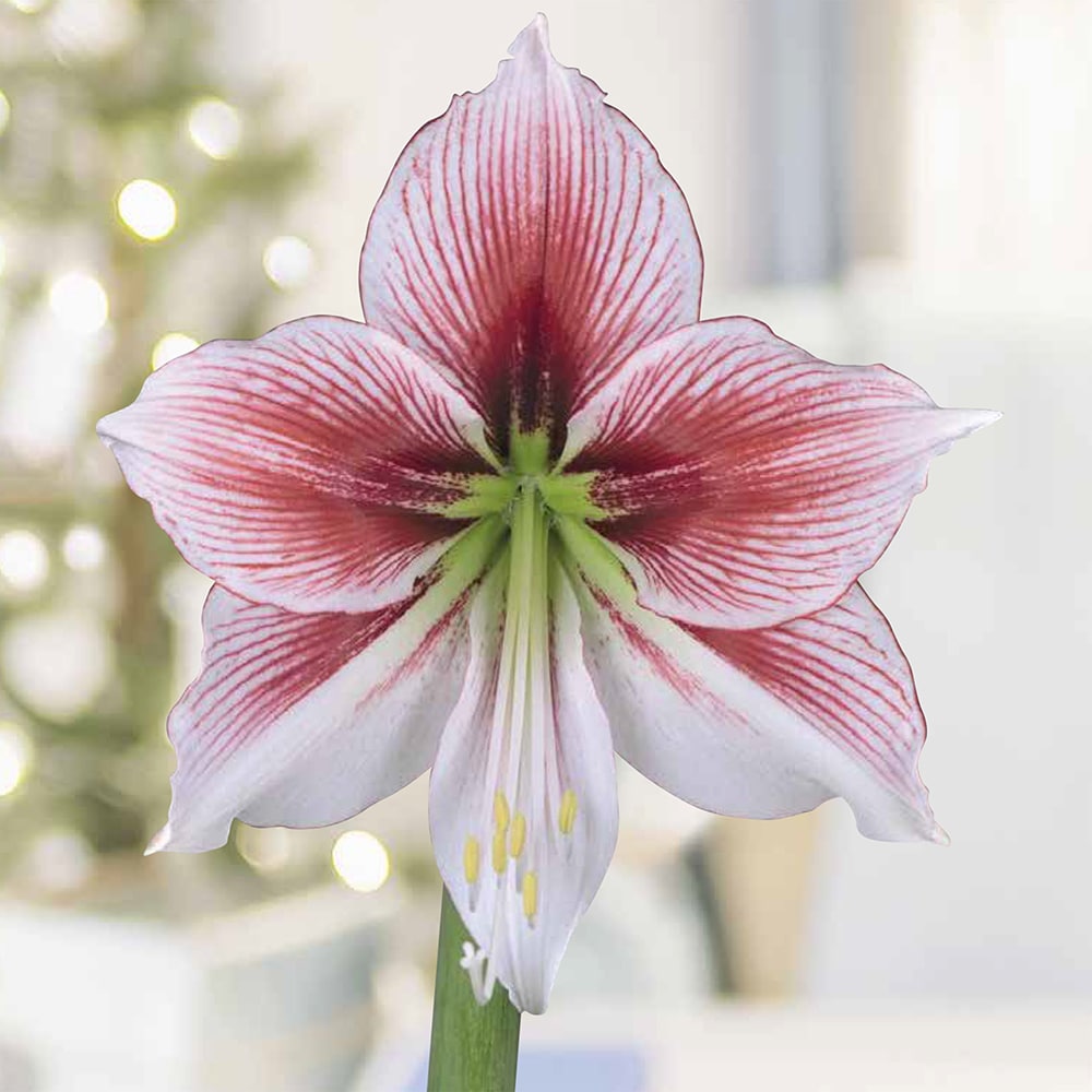 Garden State Bulb 11512 Amaryllis Glee  1CT - Bulk PBS
