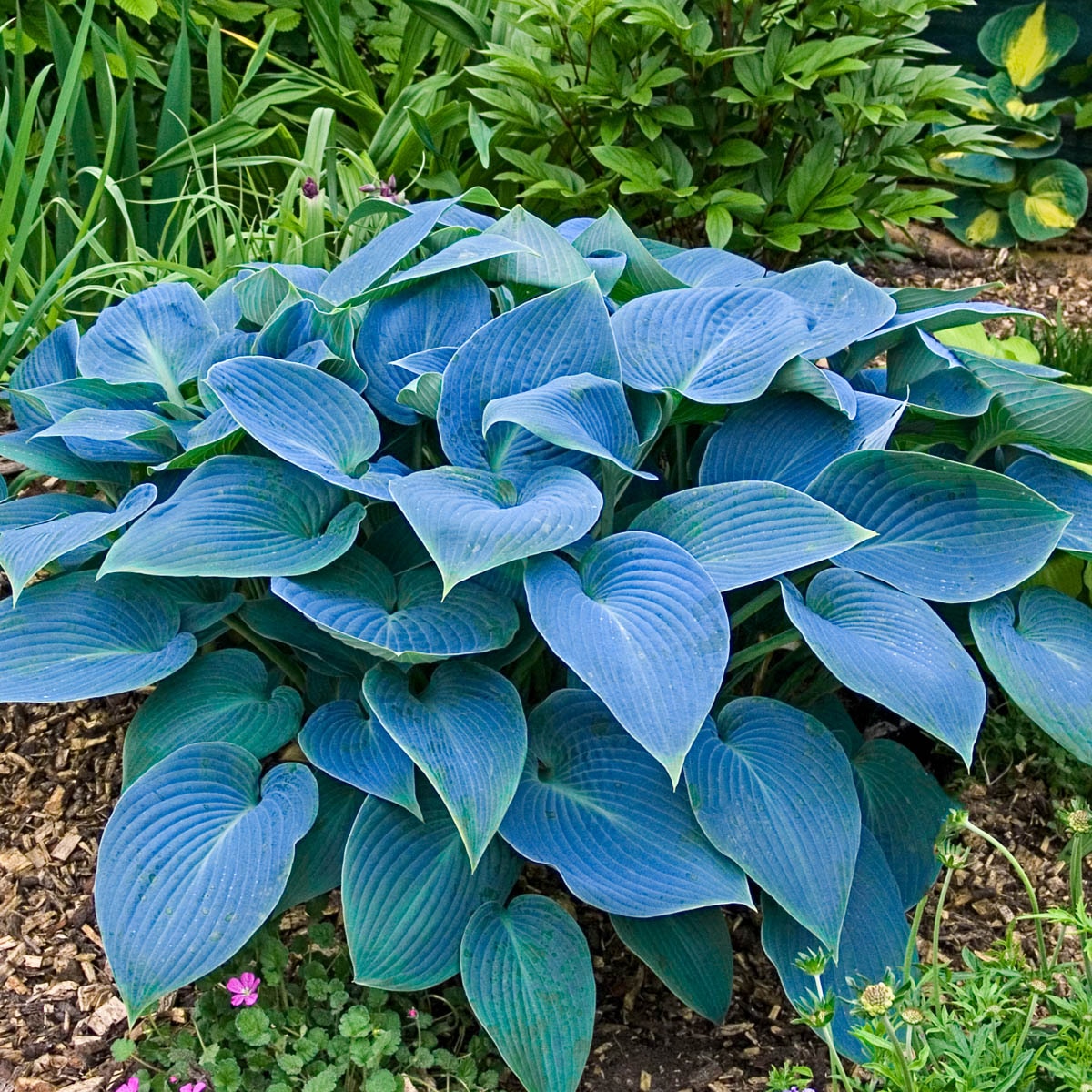 Spring Hill Nurseries 01256 White Halcyon Hosta Perennial Plants Plant in 10-Pack Bareroot