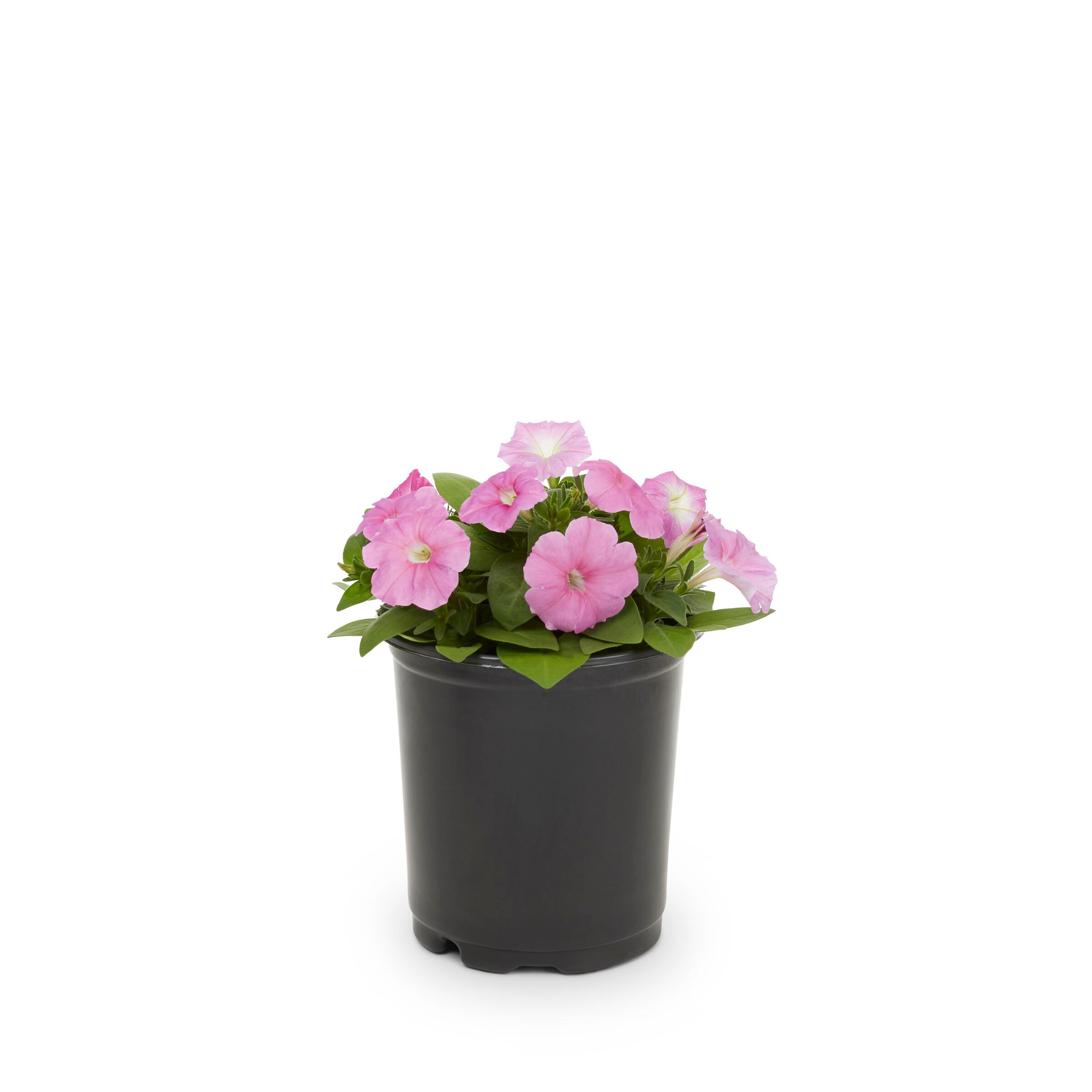  NURSERY annuals - View #11