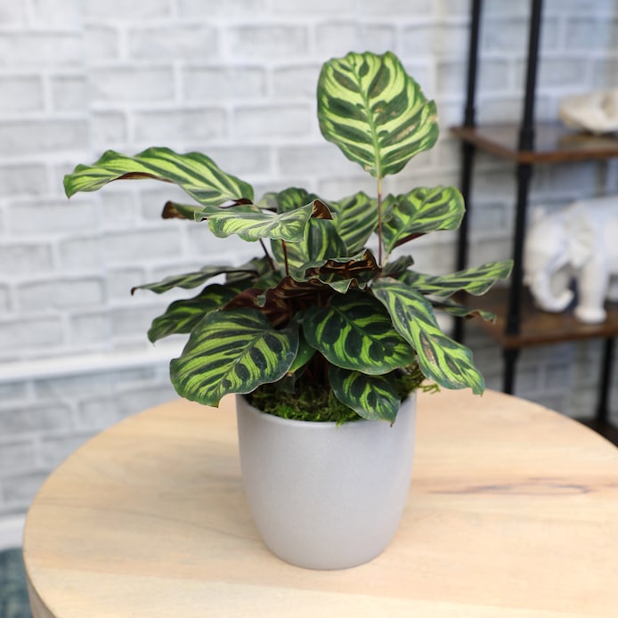 Altman Plants   - View #4