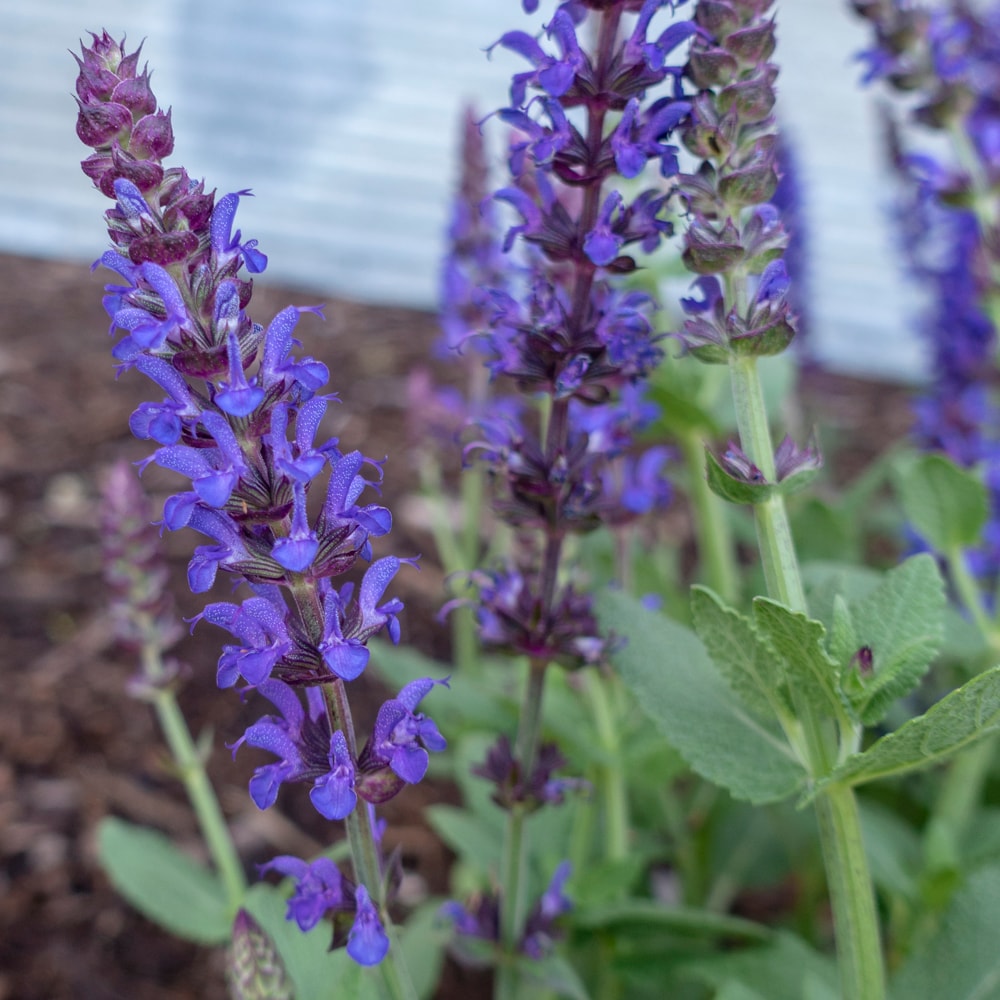 Breck's 90383 perennials - View #2
