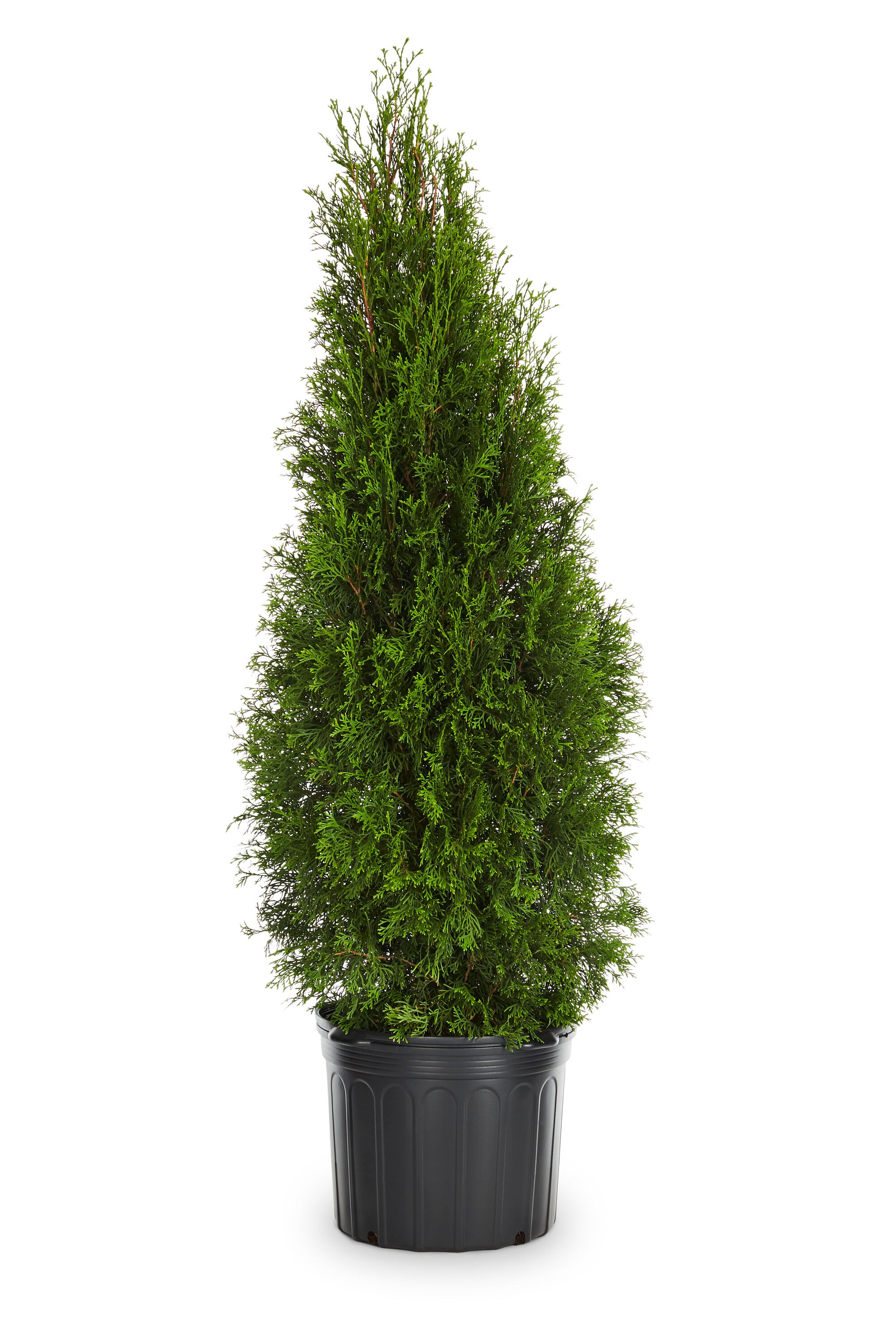 Lowe's Emerald Green Arborvitae Screening Shrub in 9.16 -Gallon Pot 1.0 -Pack