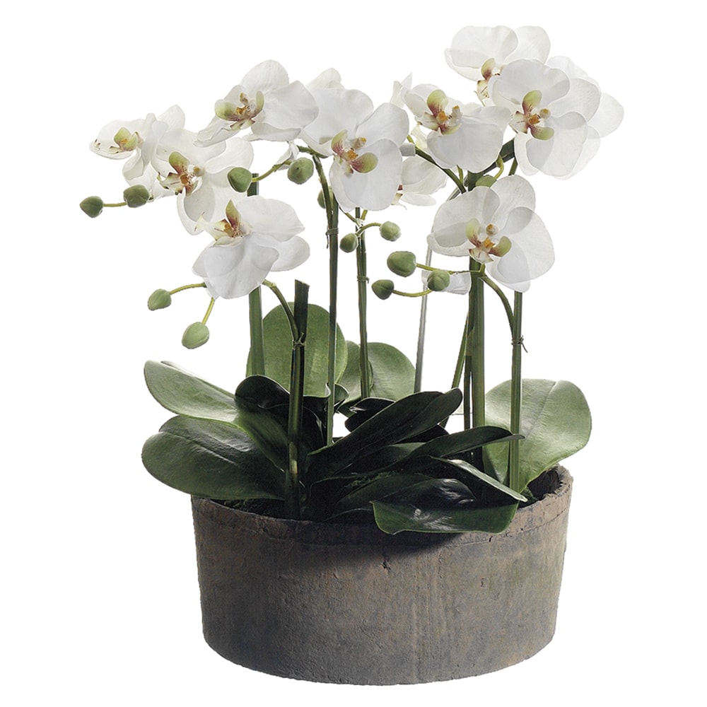 Allstate Floral 19-in Cream Green Indoor Desktop Orchid Artificial Flower