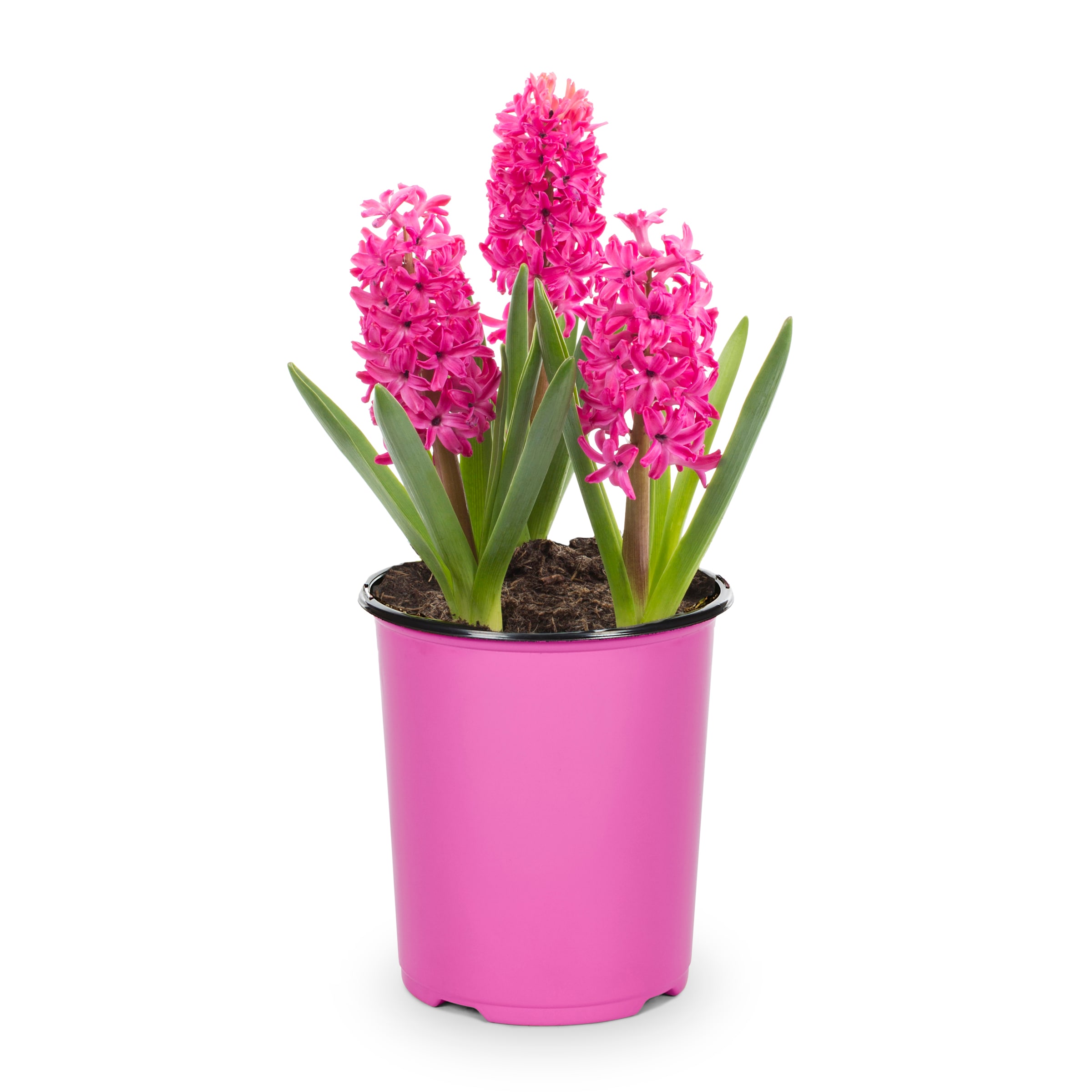Lowe's NURSERY annuals - View #4