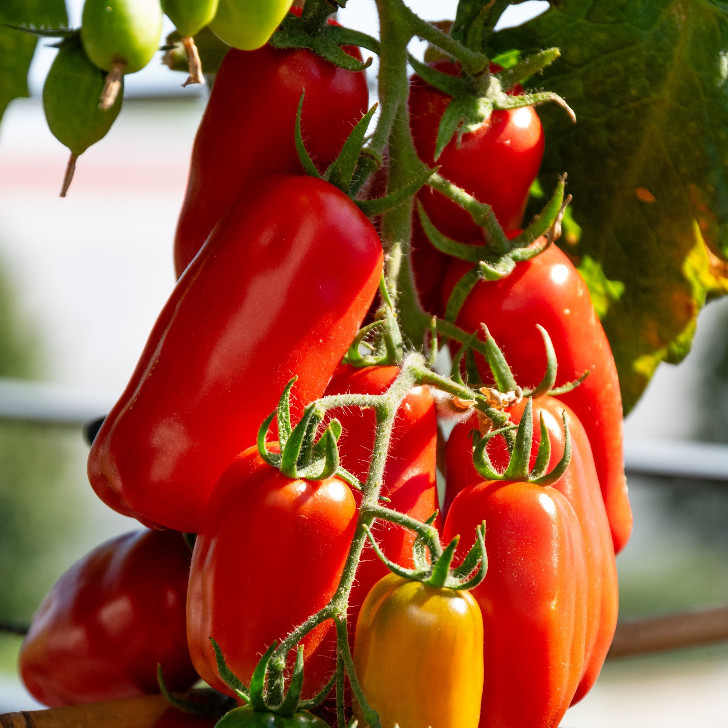 National Plant Network LW2270 San Marzano Plant in Pot