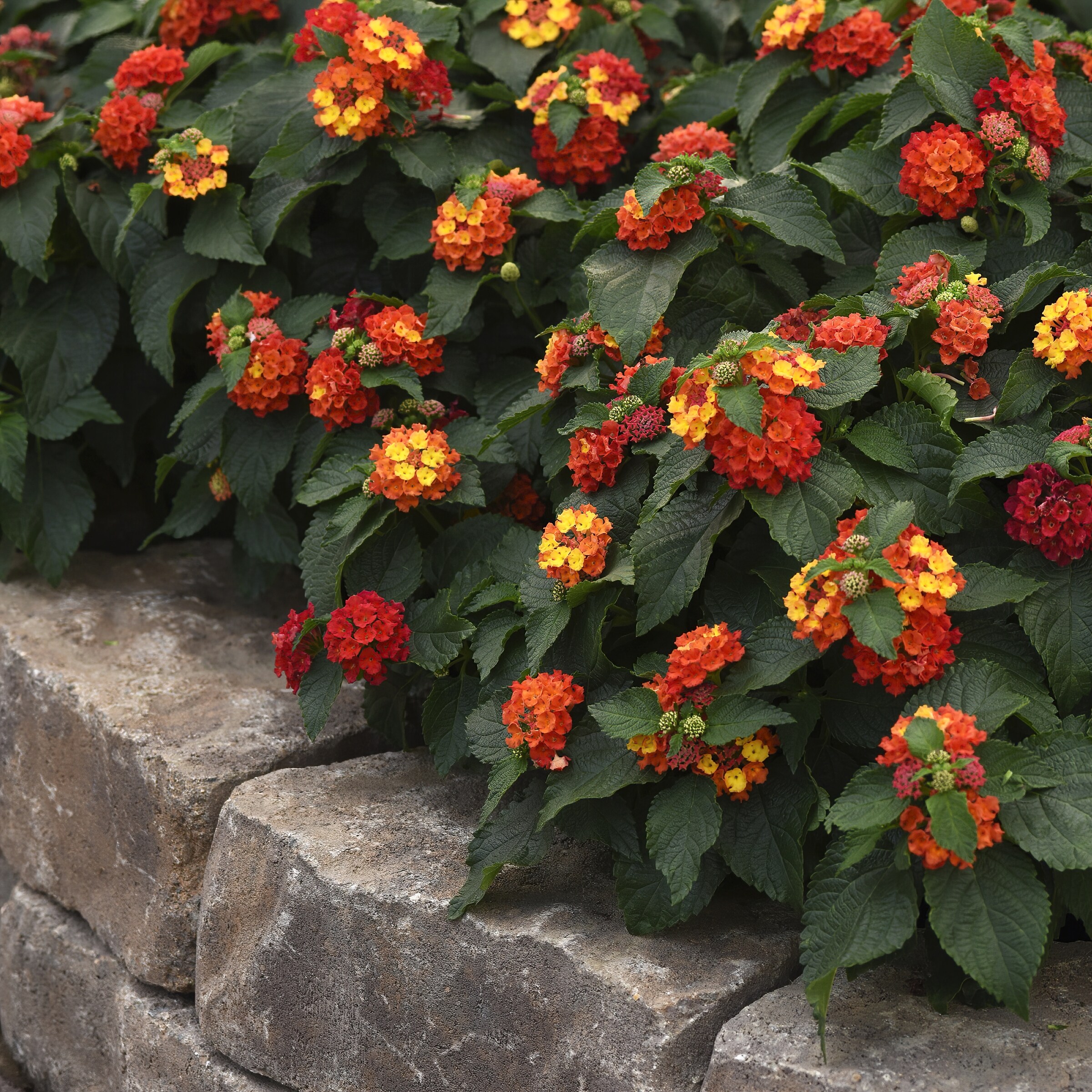 National Plant Network LW1569 annuals - View #3
