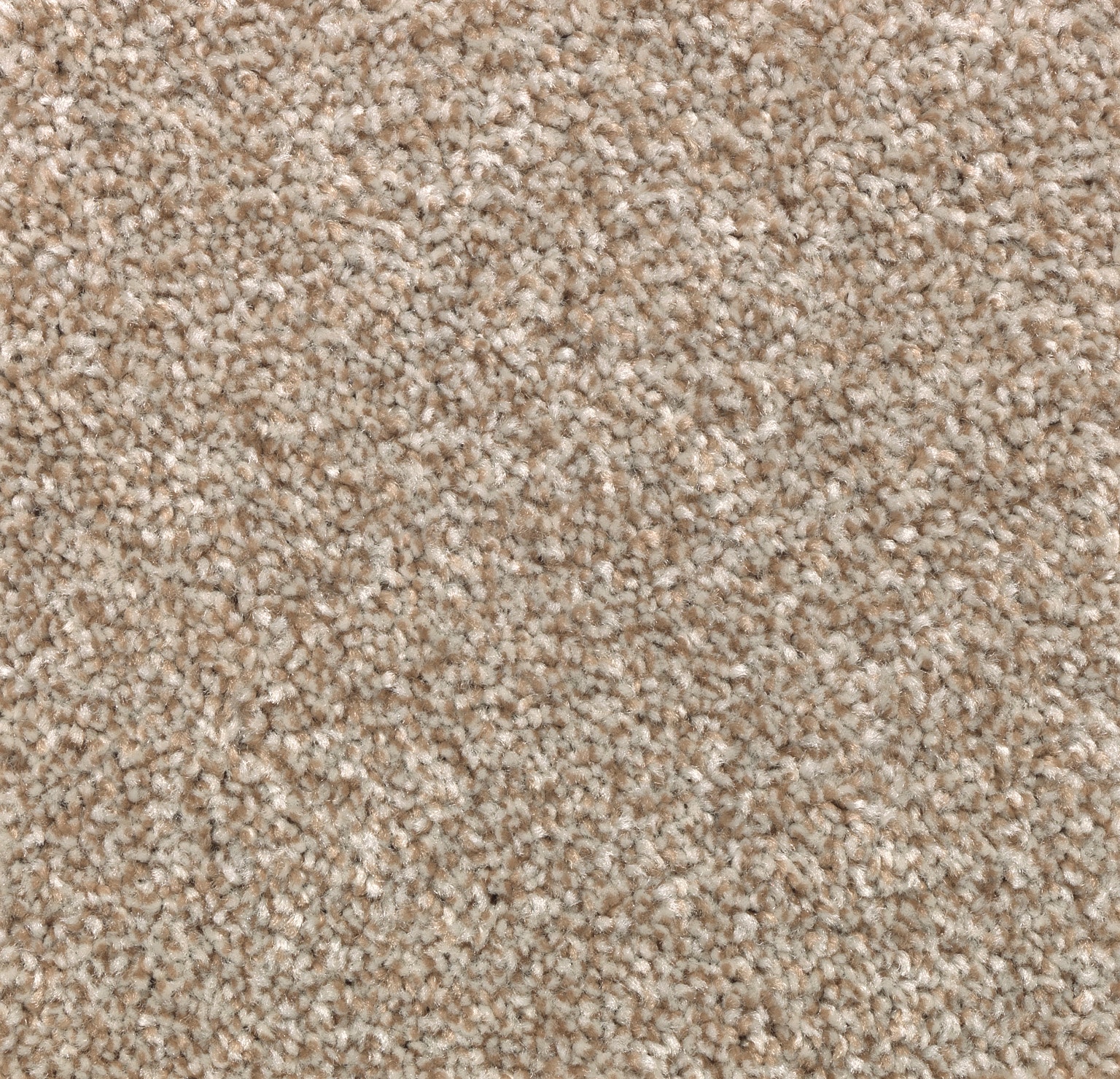 at (Sample) Carrington the STAINMASTER Step II Durable Samples Textured Carpet Carpet Beige department in