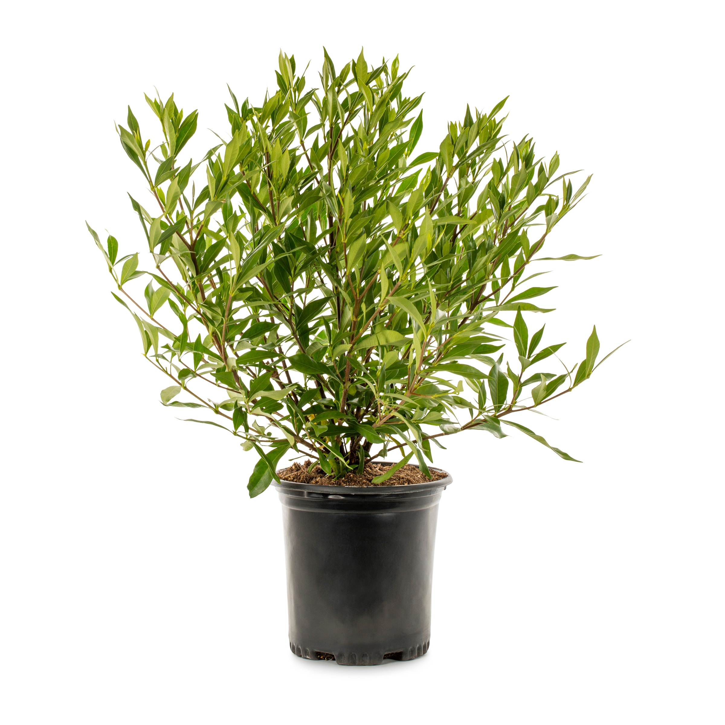 Lowe's 3936013 Gardenia Frost Proof Shrub in 2.5 -Quart
