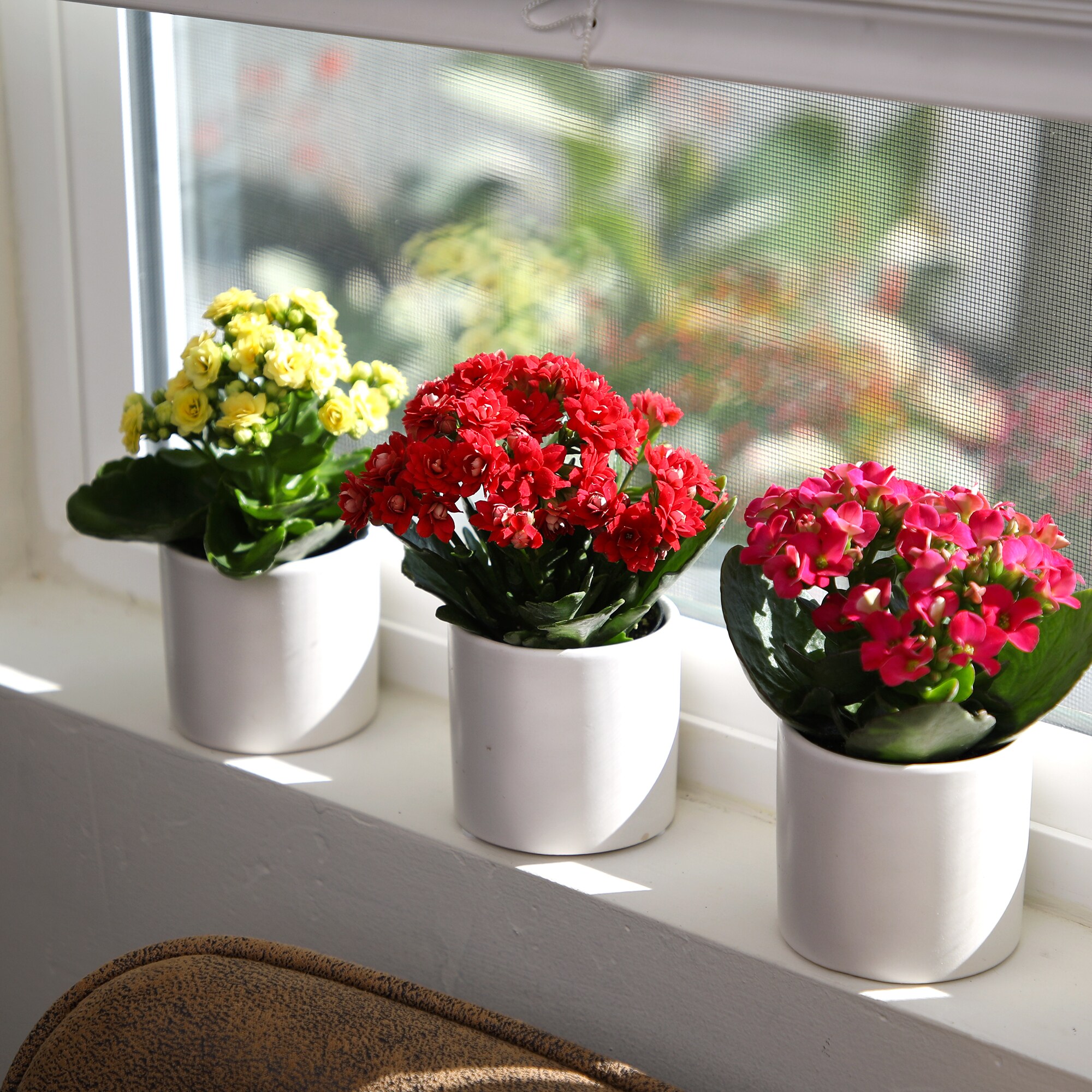 Altman Plants 0872859 Cacti-Succulents - View #9