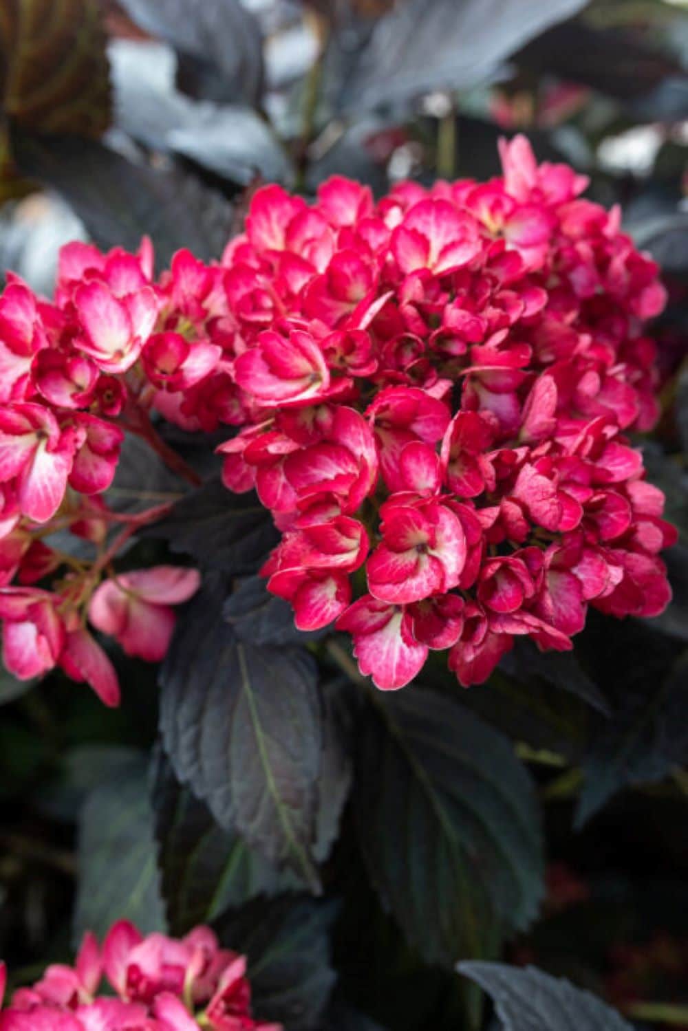 Lowe's NURSERY Eclipse Hydrangea Flowering Shrub in 2 -Gallon Pot 1 -Pack with Multicolor Blooms