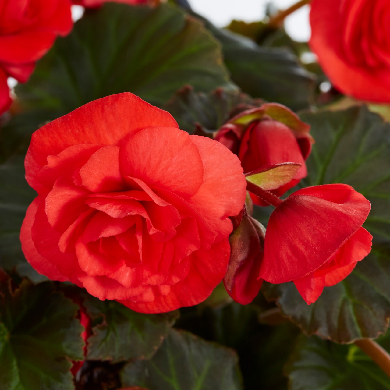 Metrolina Greenhouses Red Begonia in 1.5-Gallon (s) Hanging Basket