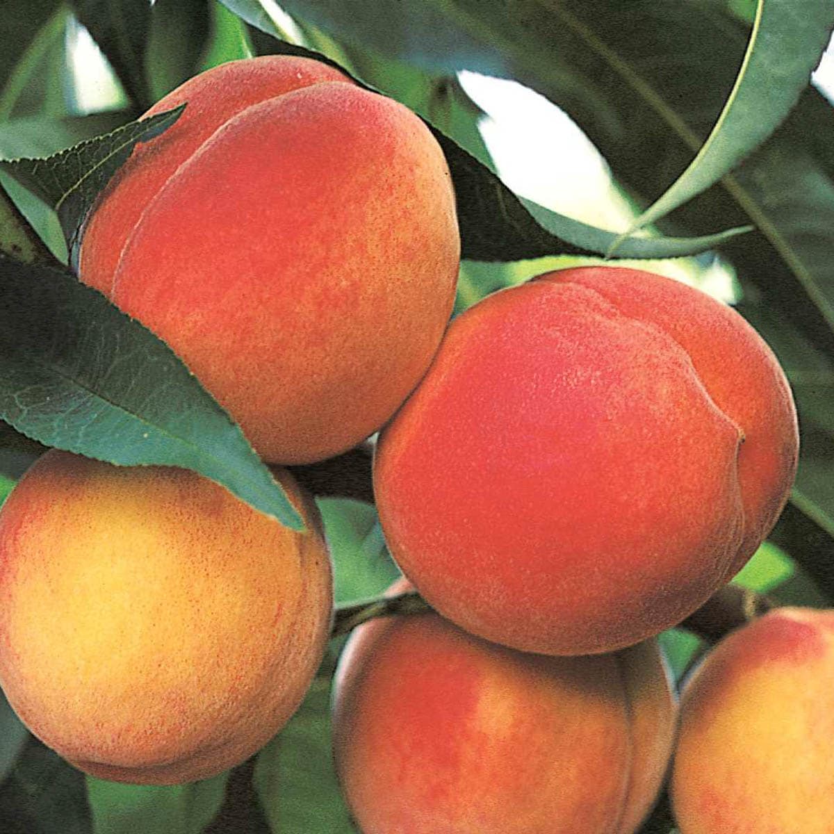Gurney's Seed and Nursery 08123 1 Count Fruit Tree Belle of Georgia Dormant Peach Bareroot