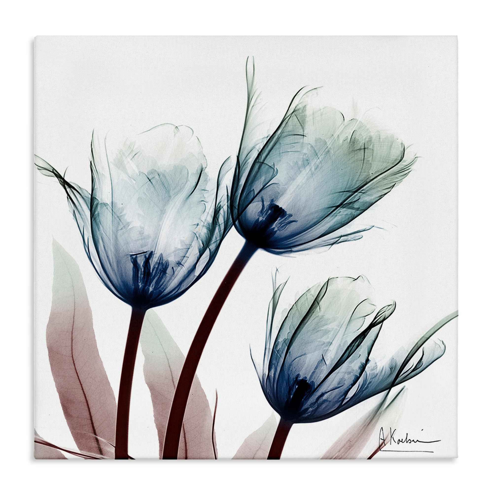 Stupell Industries BS-026-CN-36X36 Translucent Tulip Bulbs Canvas design by Albert Koetsier