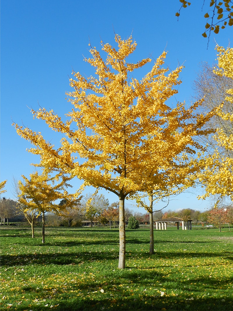 Southern Planters GINKGO05G trees - View #4