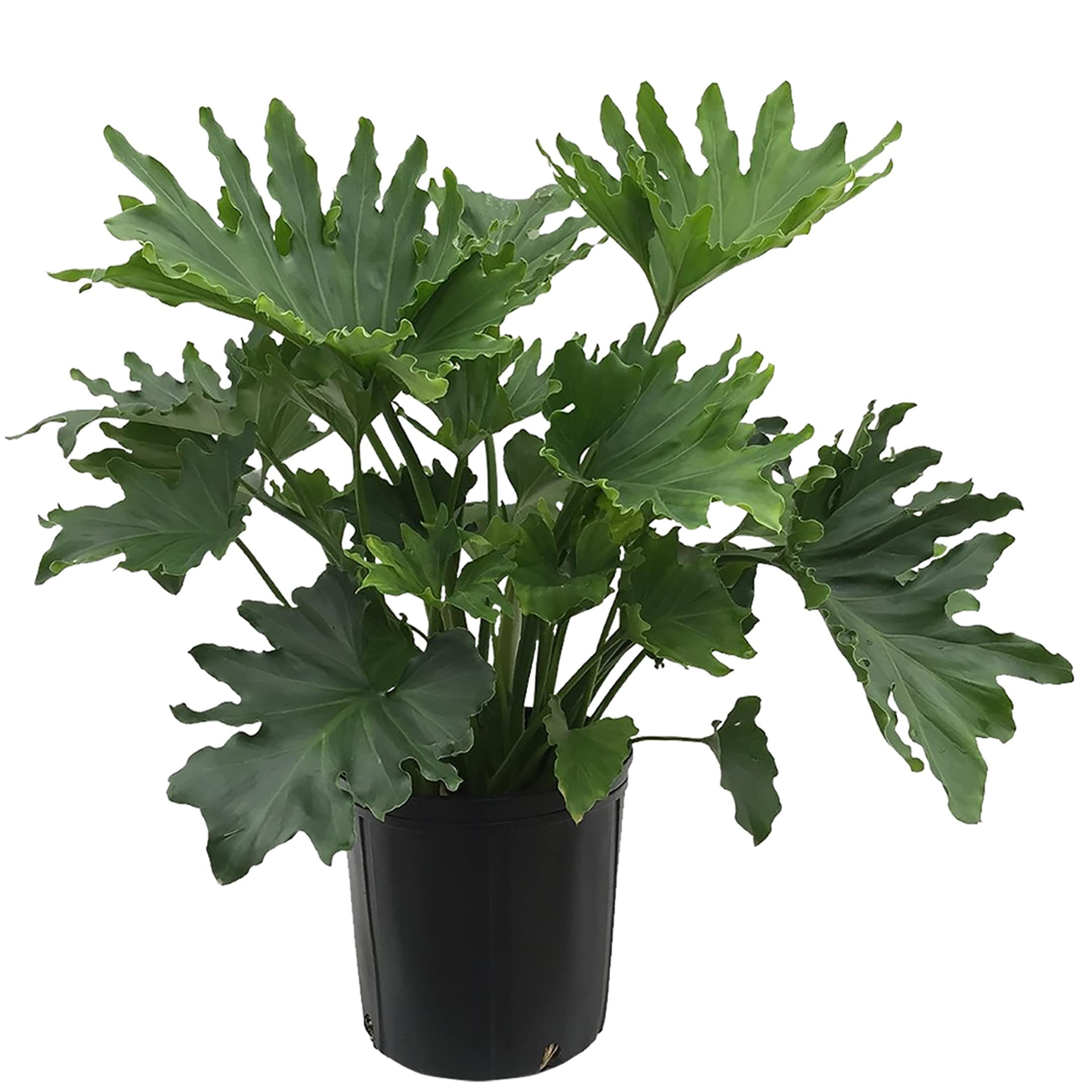 Lowe's 562172 Hope Philodendron Shrub in 2 -Gallon