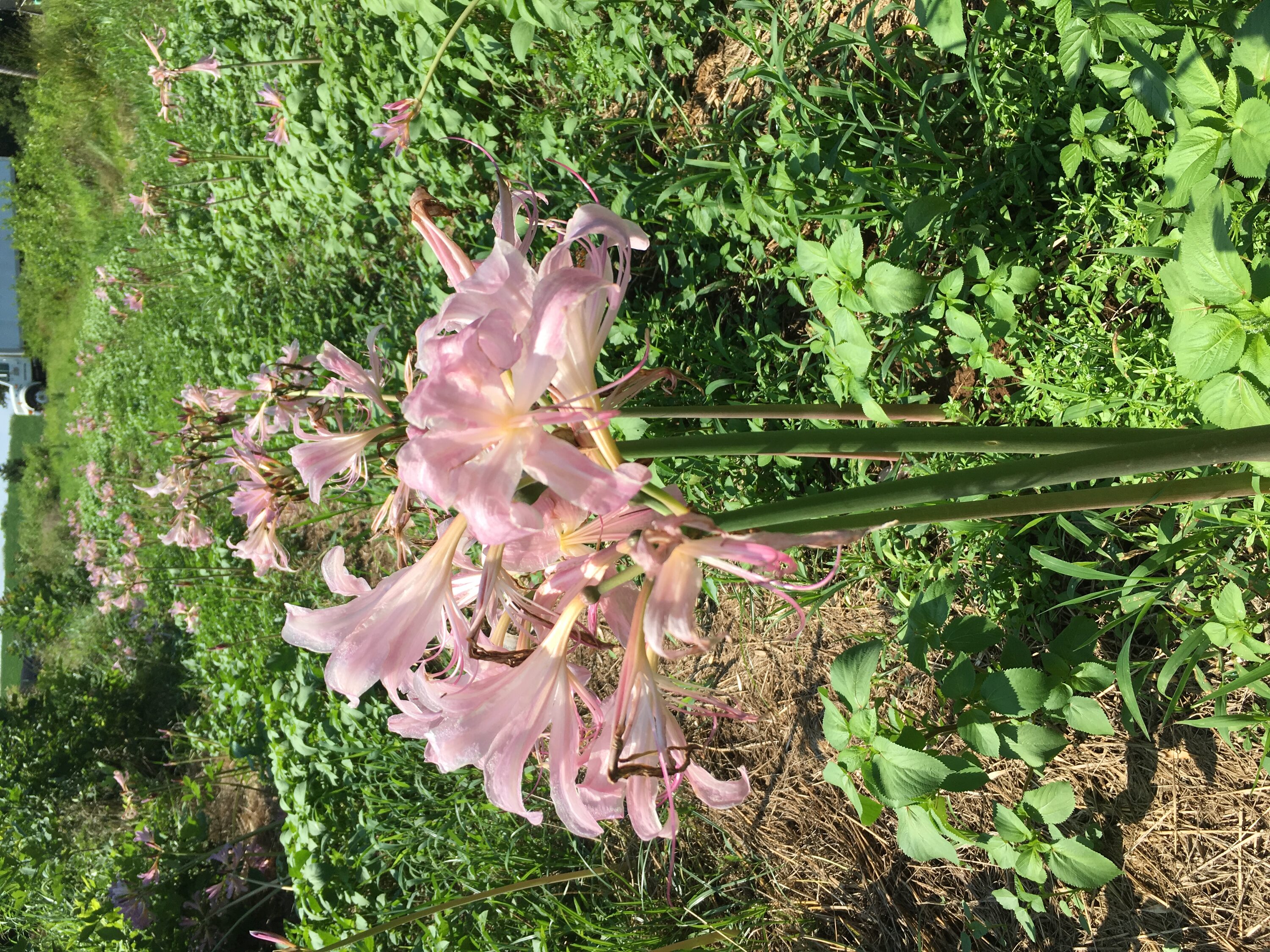 Daylily Nursery 21655 Pink Pink Spider Lily Bulbs 3 -Pack