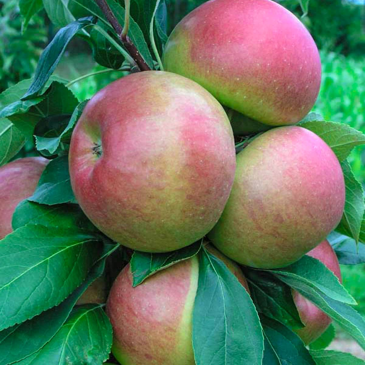 Honeycrisp Apple Tree: Apple and Fruit Trees From Gurneys