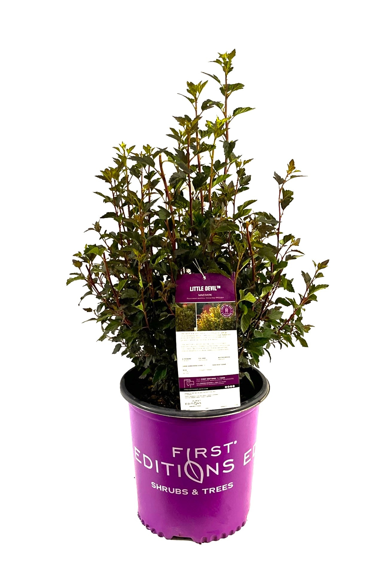 0 O99082F Little Devil Ninebark Accent Shrub in 2 -Gallon Pot 1 -Pack