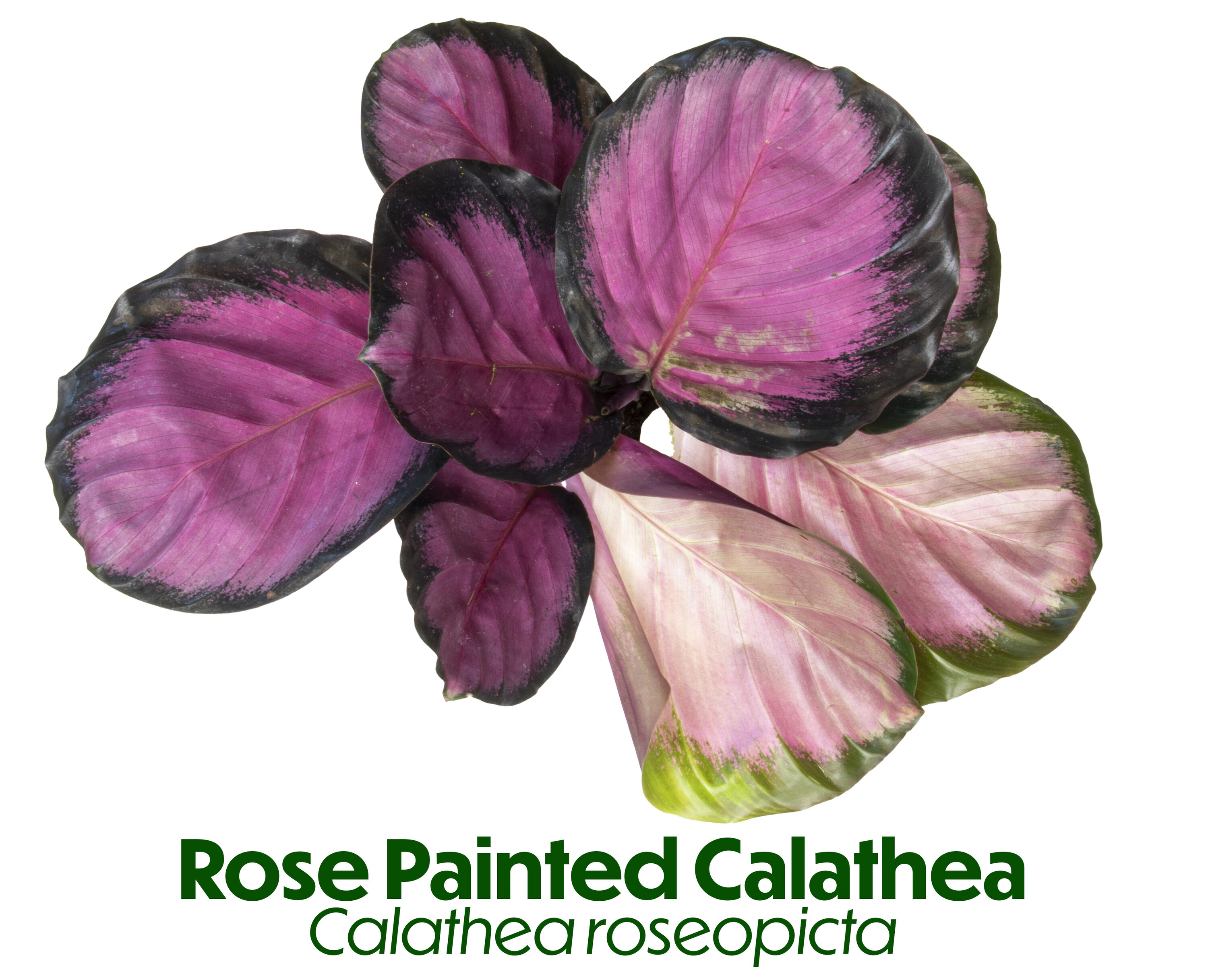 Black Plastic Indoor/Outdoor Calathea Plant in 15" Planter