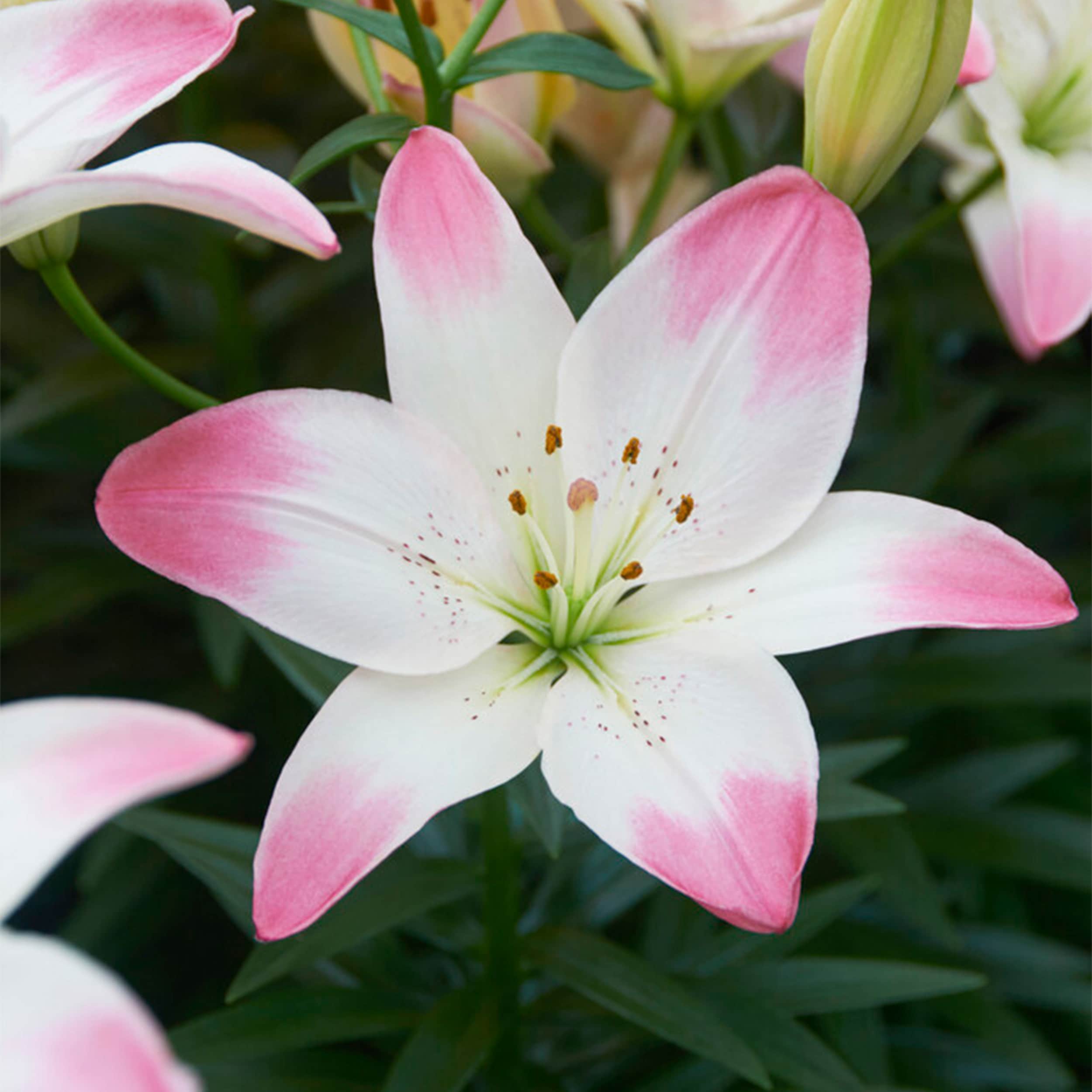 Lowe's Pink Lily Bulbs Bagged 6-Count - Attracts Butterflies