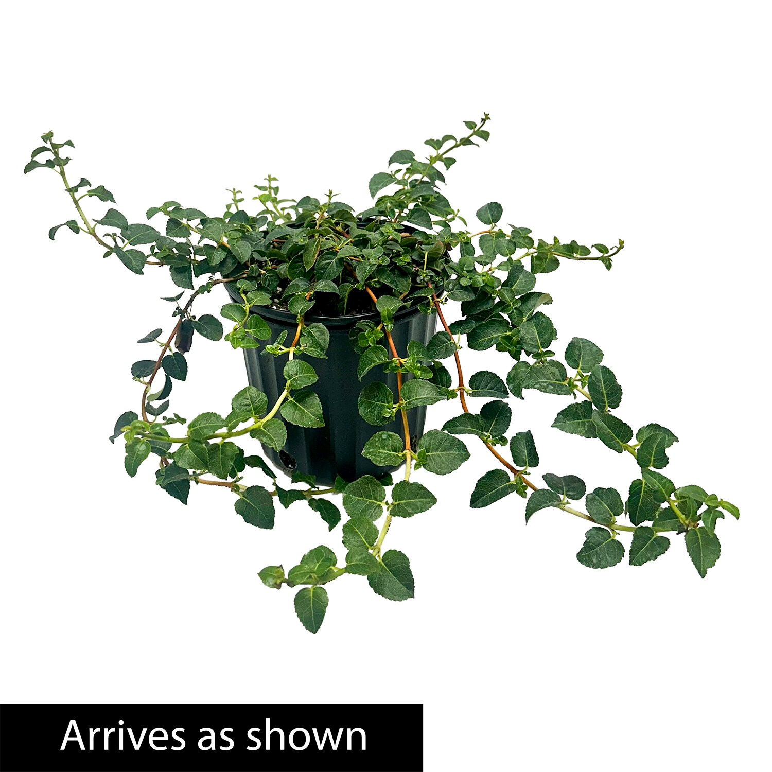 Direct Gardening 11244 Petiolaris Climb Hydrangea Vine Flowering Shrub in 3 -Gallon Pot 1 -Pack with White Blooms