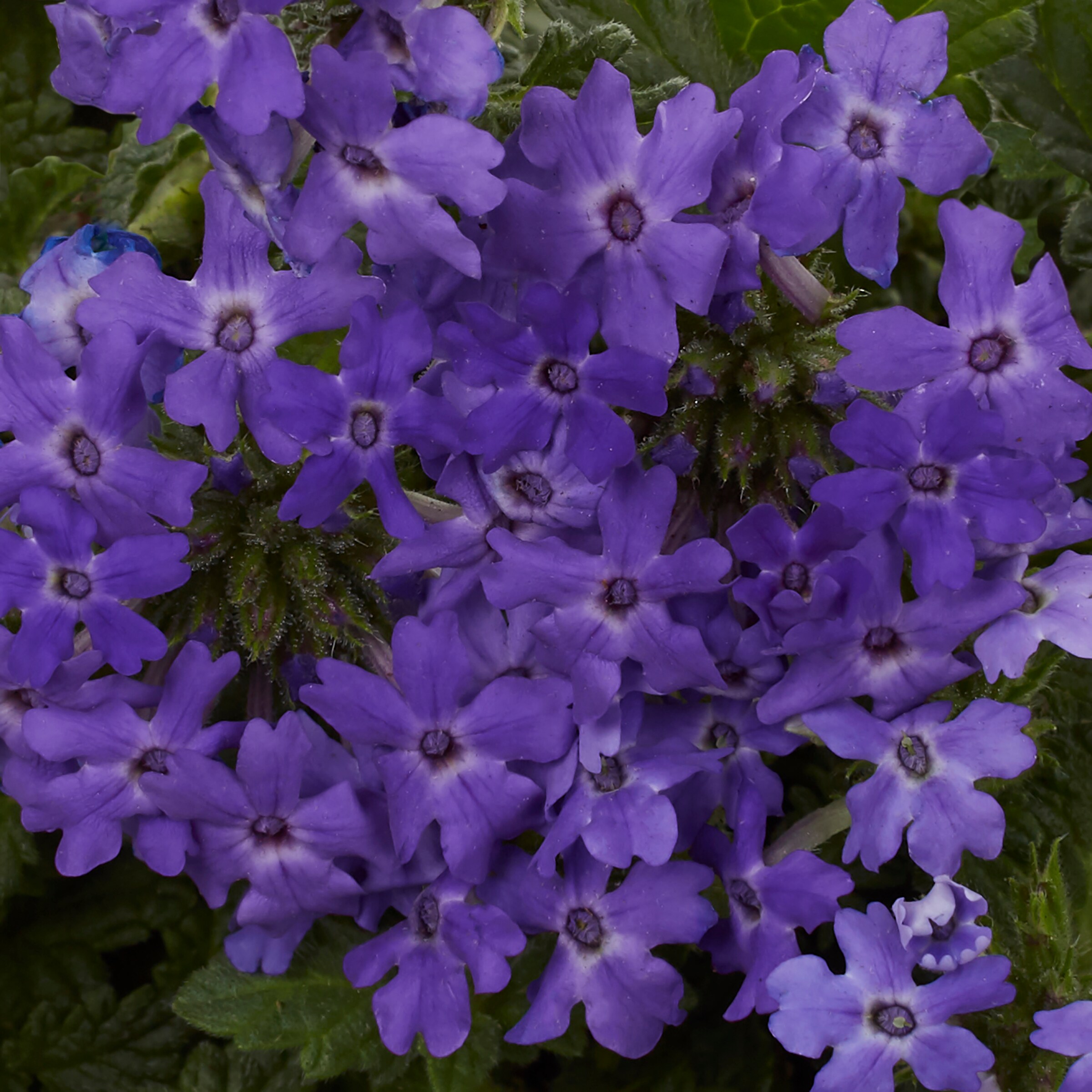 Lowe's NURSERY annuals - View #4