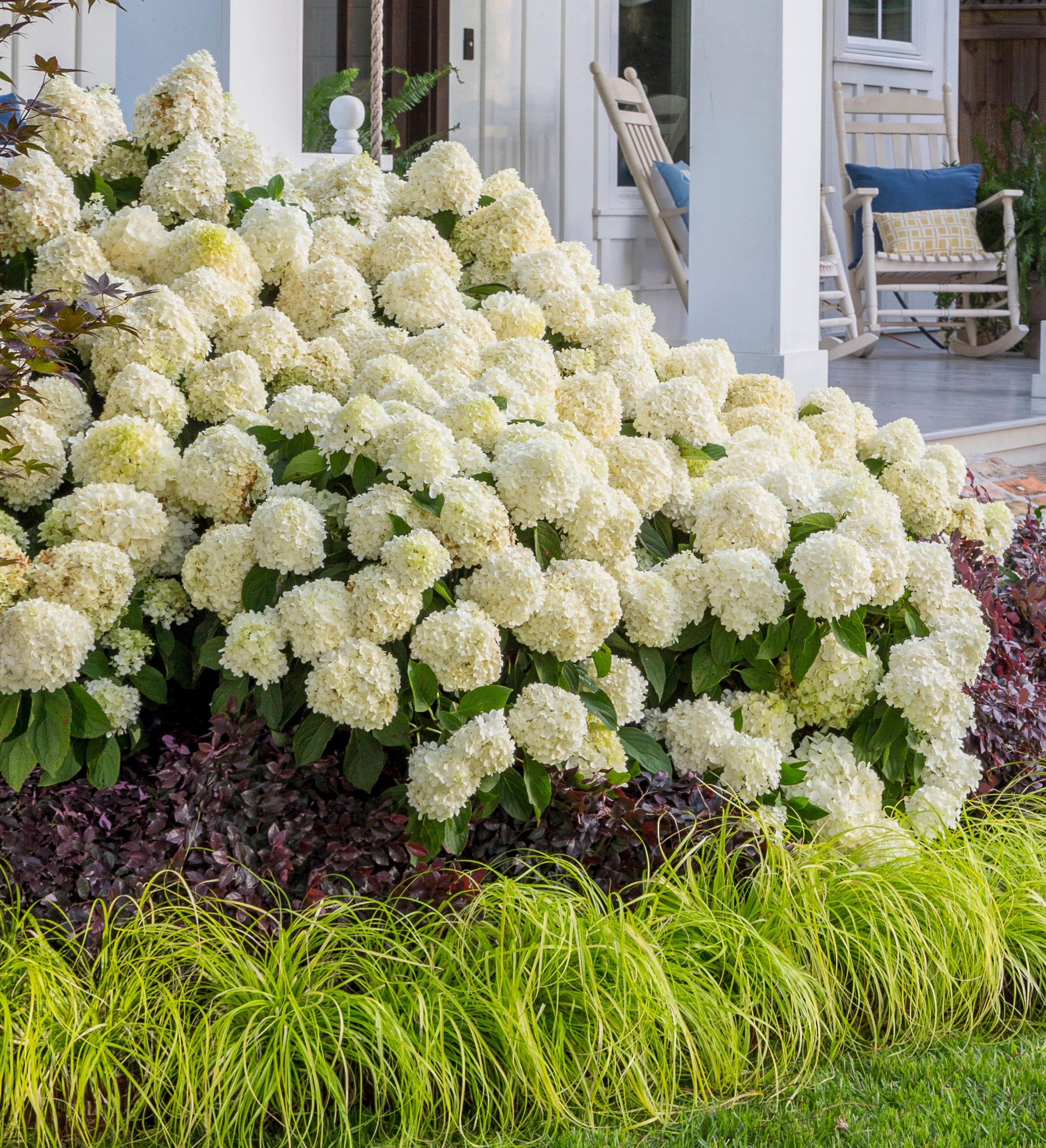 Southern Living Plant Collection 25242-1 shrubs - View #2