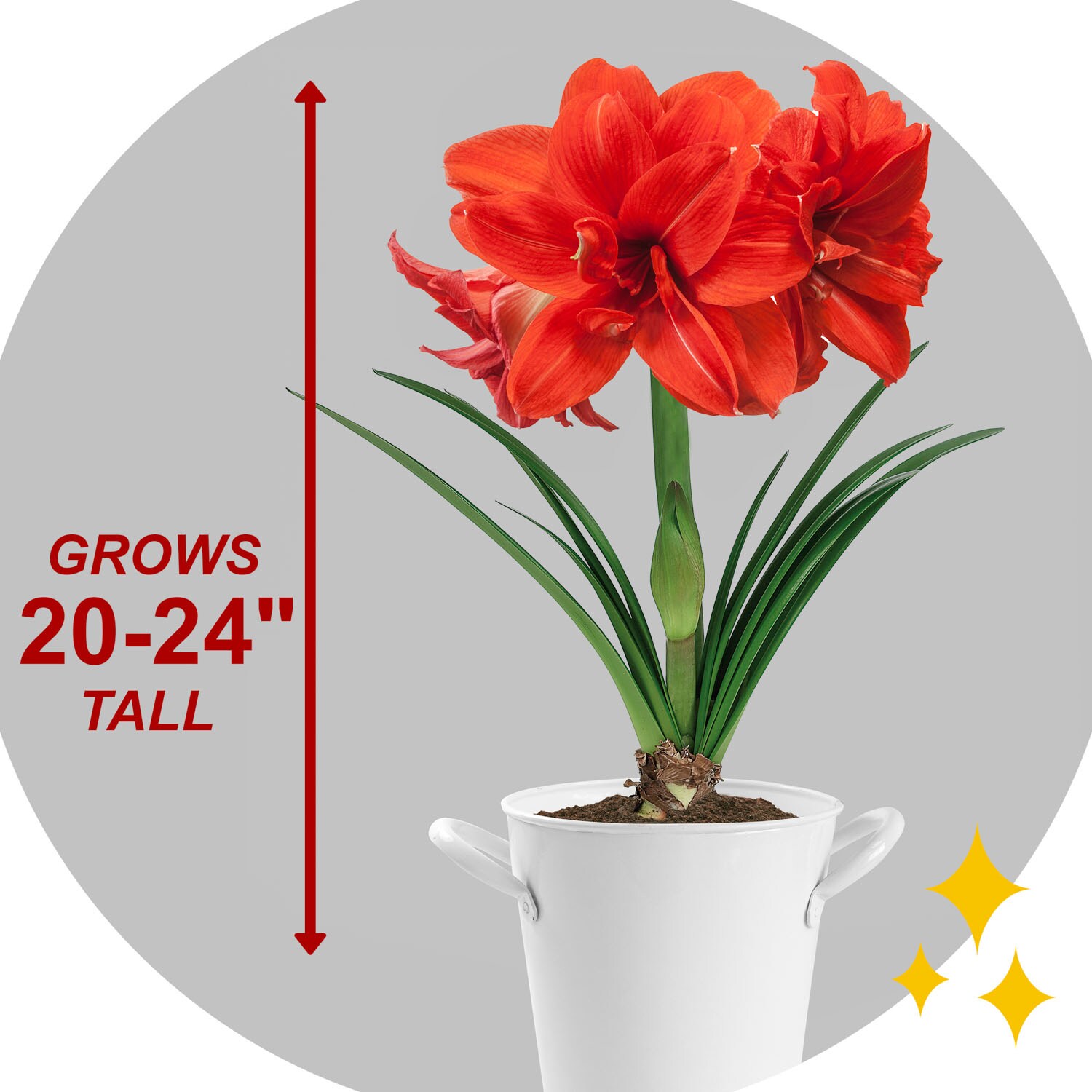Garden State Bulb ECH-28-02-02 Plant-Bulbs - View #3
