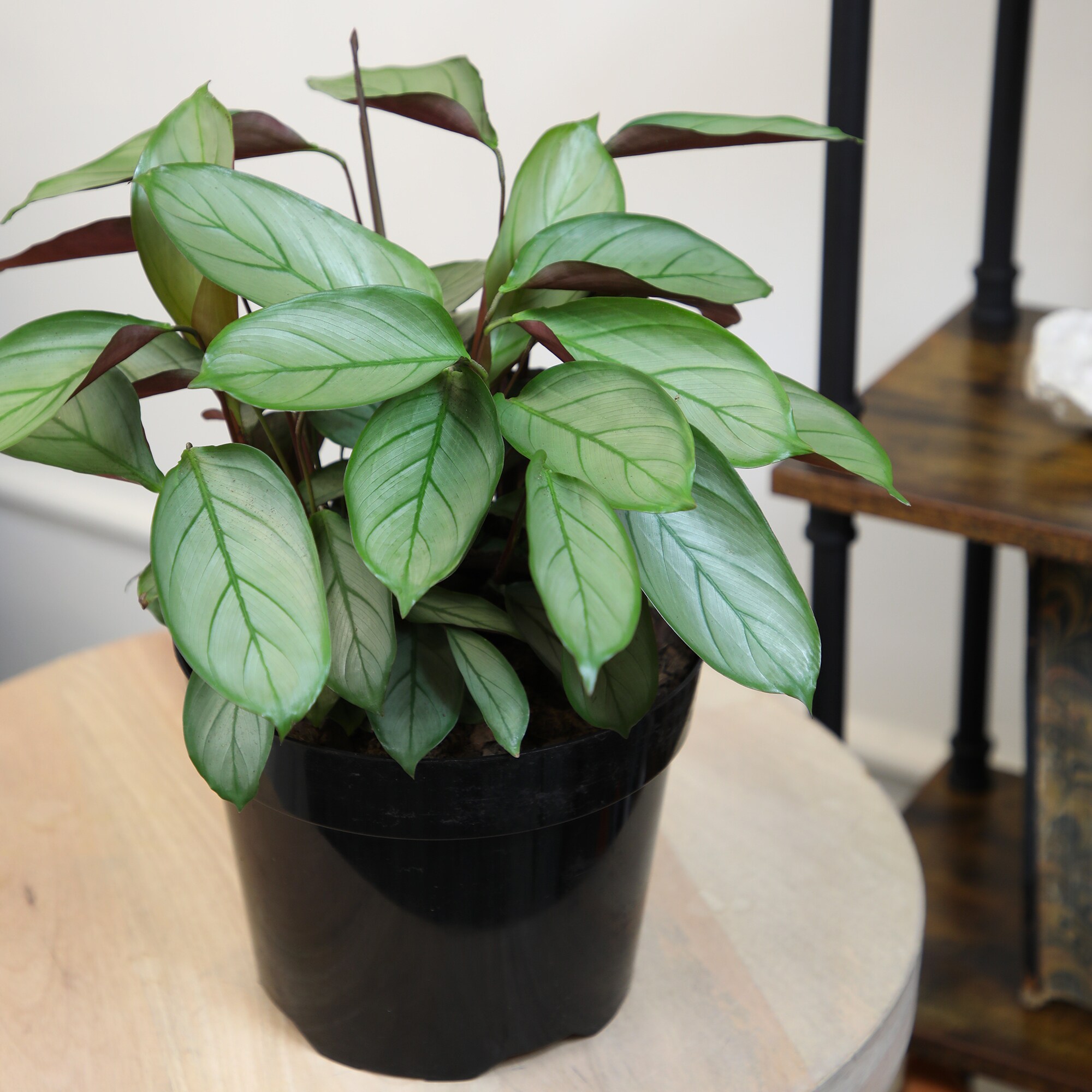 Altman Plants 0873099 hseplants - View #3