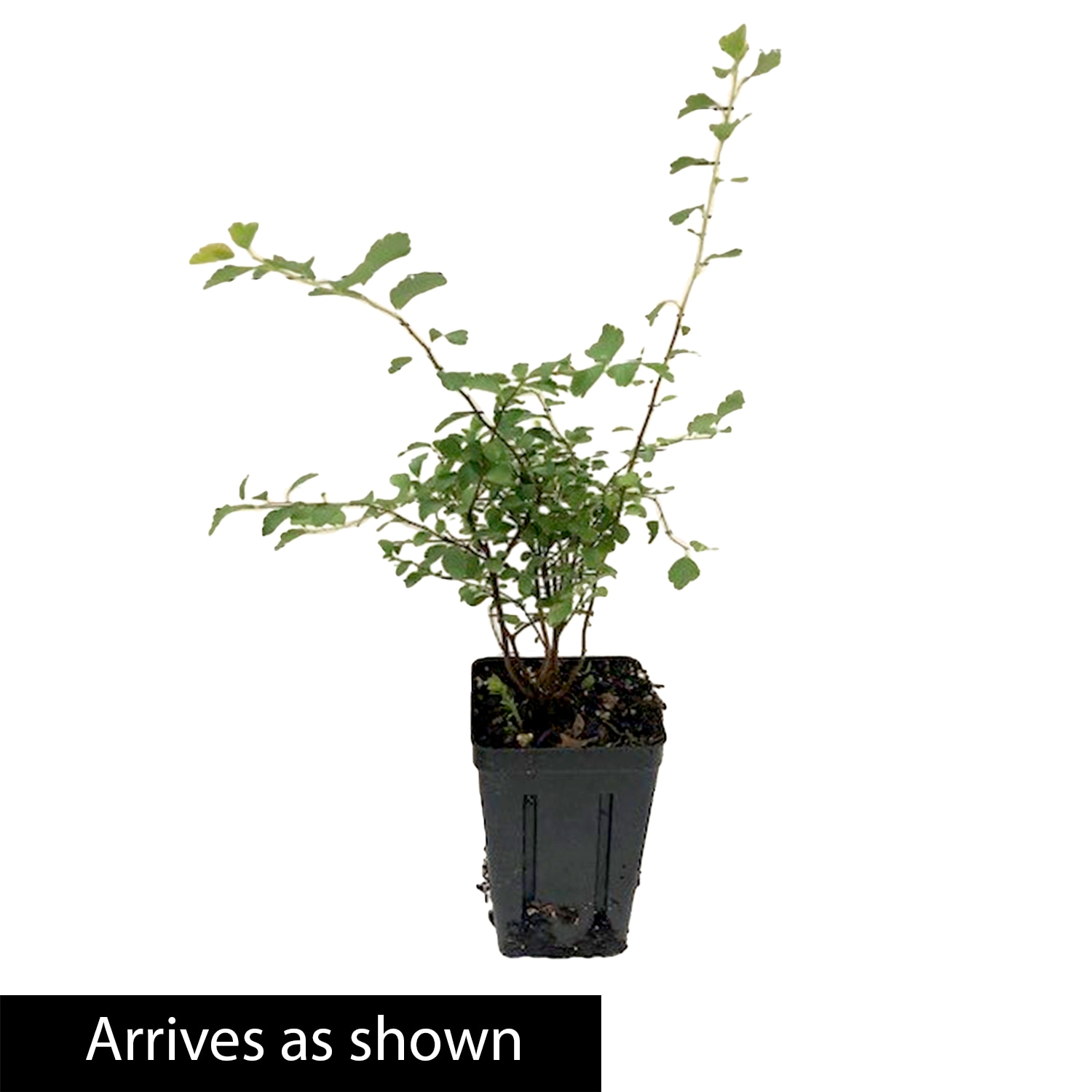 Gurney's Seed and Nursery 60093 shrubs - View #4