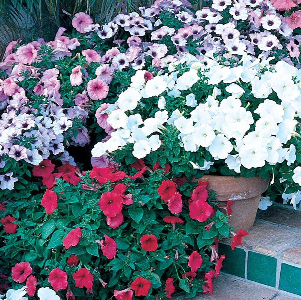 Lowe's N/A annuals - View #2
