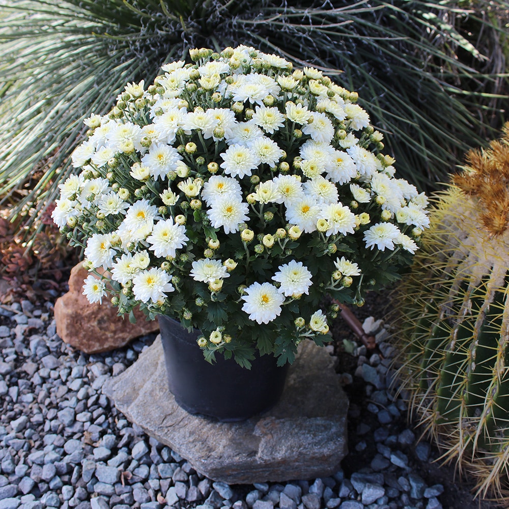 Altman Plants 0881143 annuals - View #6
