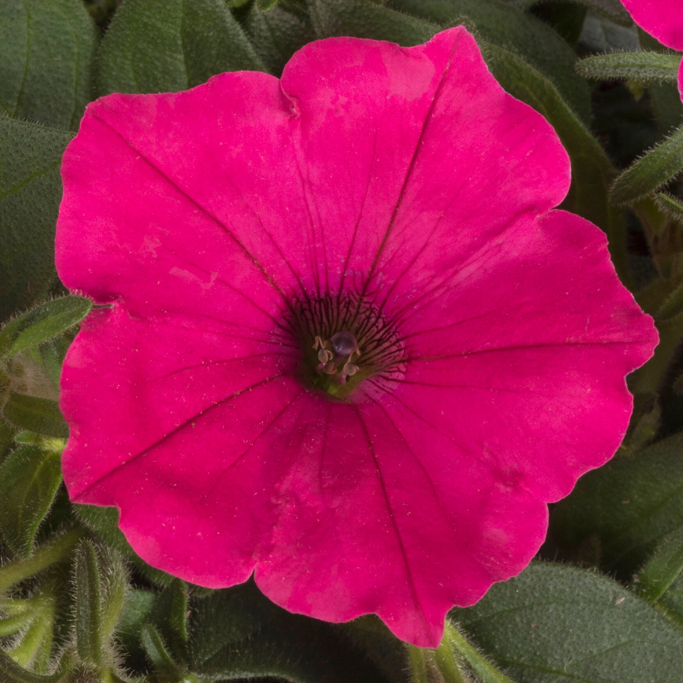Lowe's 221628 annuals - View #2