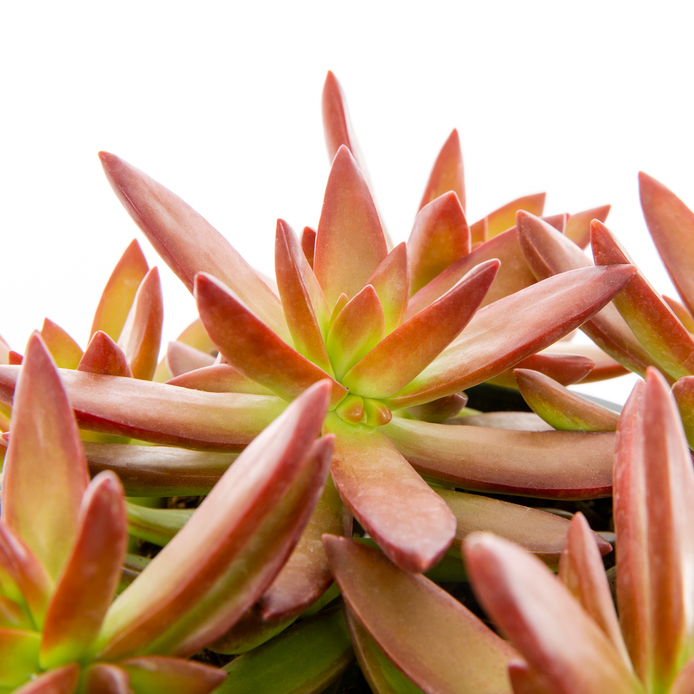 Lowe's 937396 Cacti-Succulents - View #2