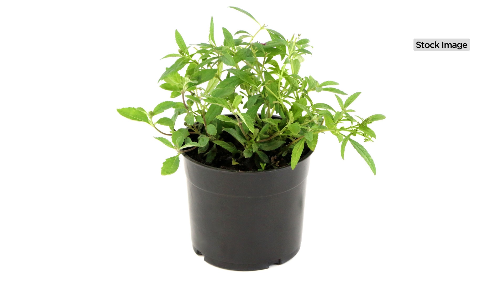 National Plant Network LW1675 Buddleia Bicolor Foundation/Hedge Shrub in 3 -Gallon Pot with Multicolor Blooms