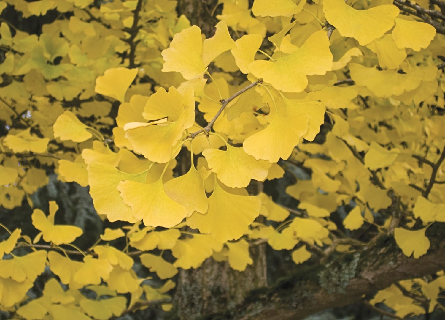 Spring Hill Nurseries 96371 1 Count Shade Tree Autumn Gold Gingko Bareroot