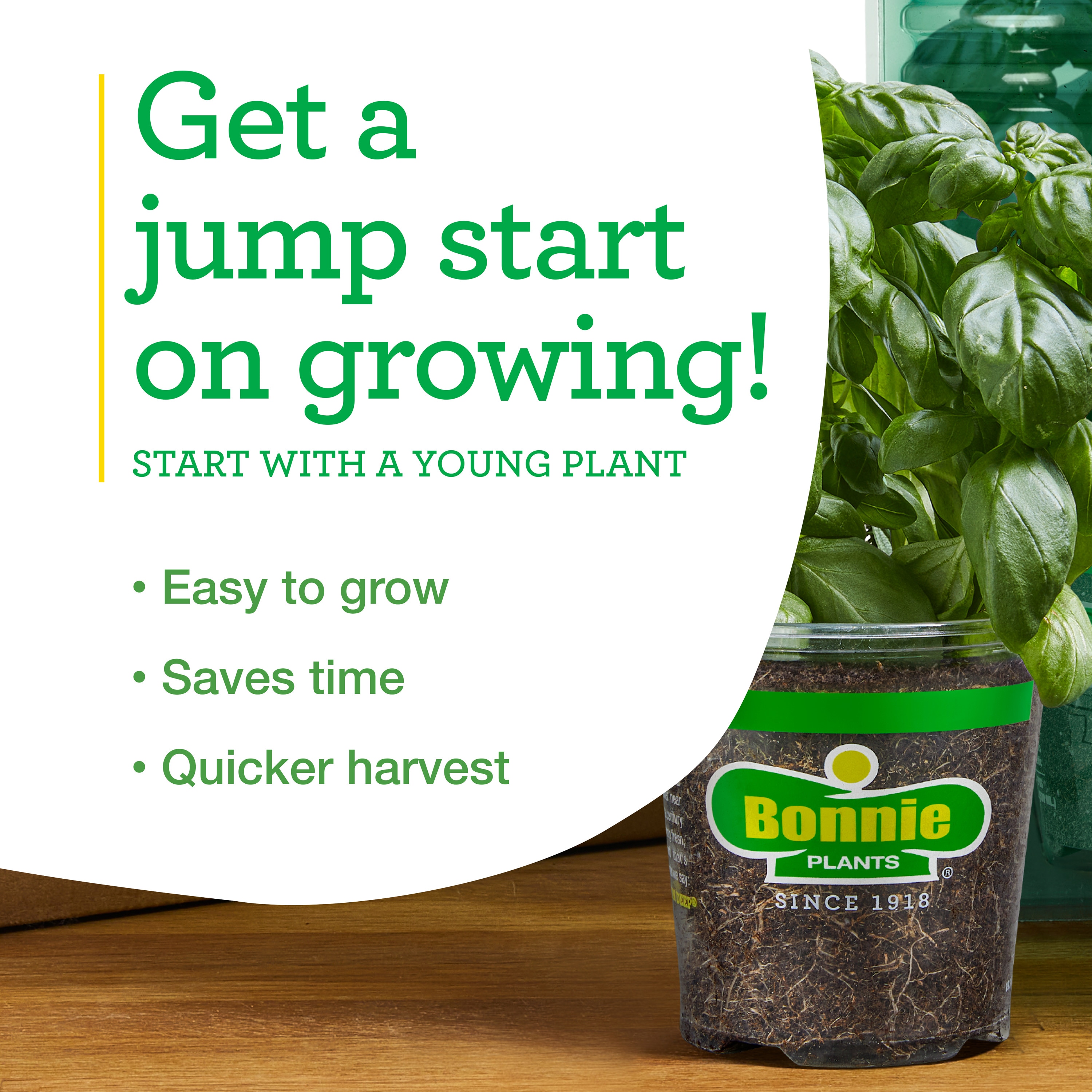 Bonnie Plants 202014 Herb-Plants - View #7