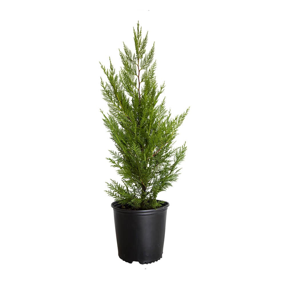 Flowerwood 12373FL-1 2.5 -Gallon Screening Leyland Cypress In pot (with soil)