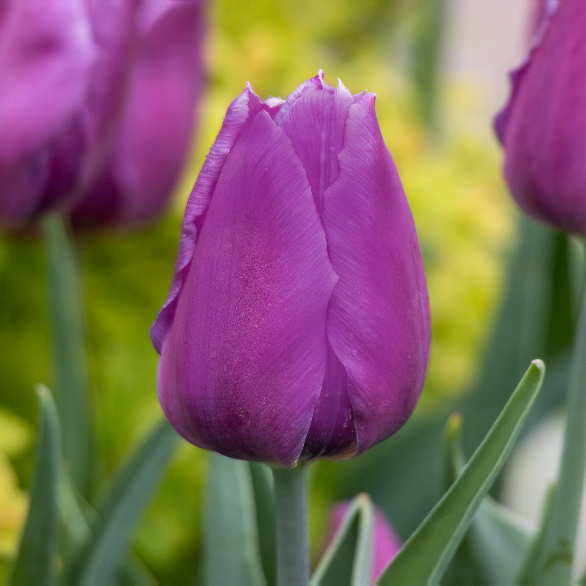 National Plant Network LW3152 Plant-Bulbs - View #5