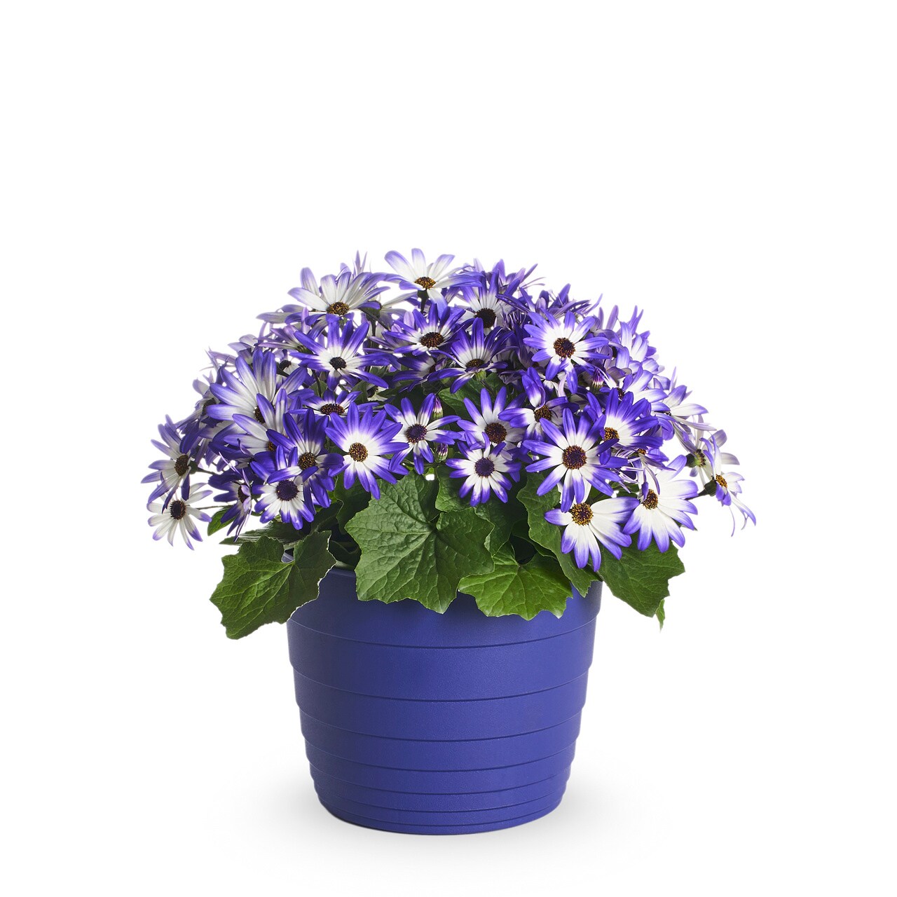 Metrolina Greenhouses Multicolor Pericallis in 3-Quart Pot 2-Pack at ...