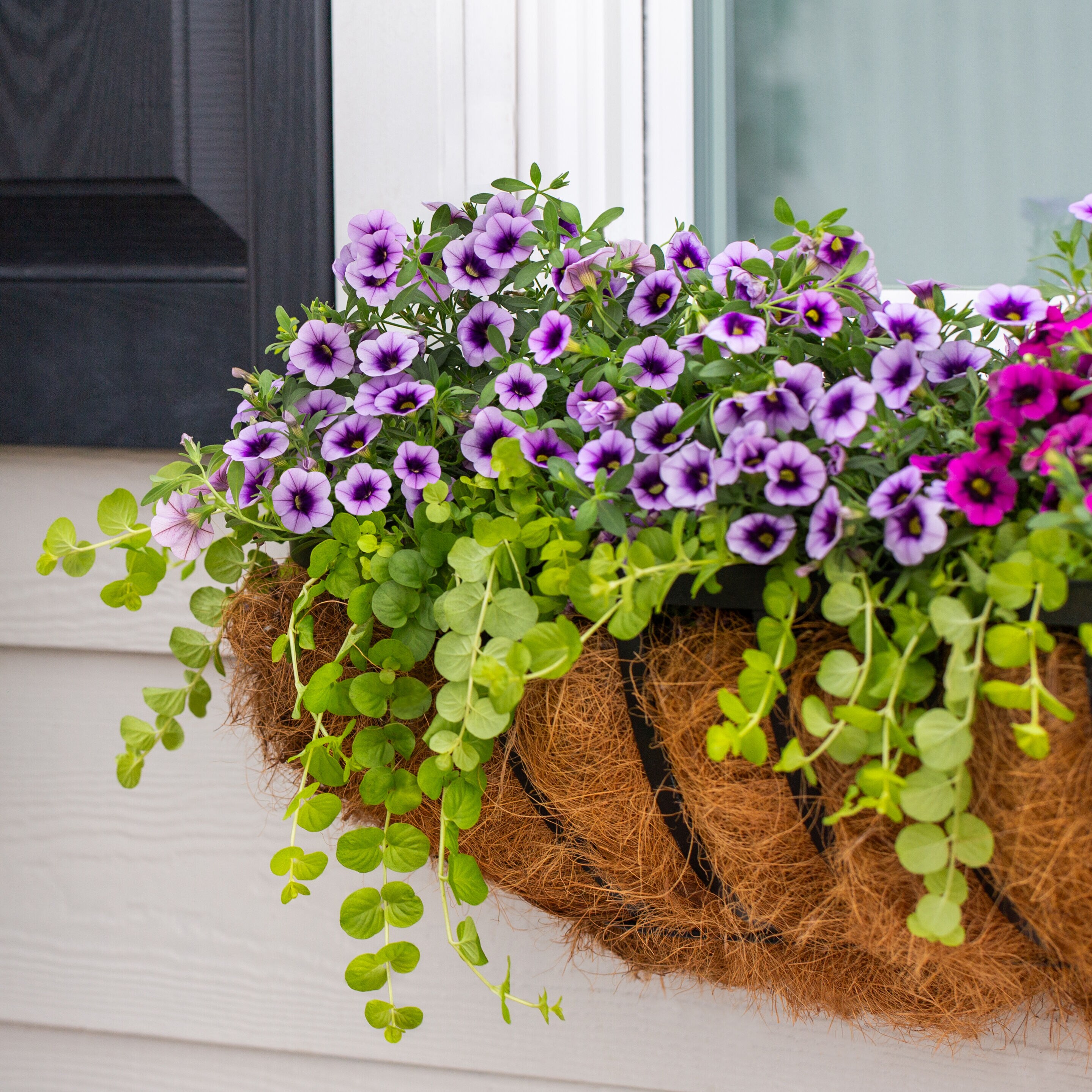 Proven Winners 4895 annuals - View #4
