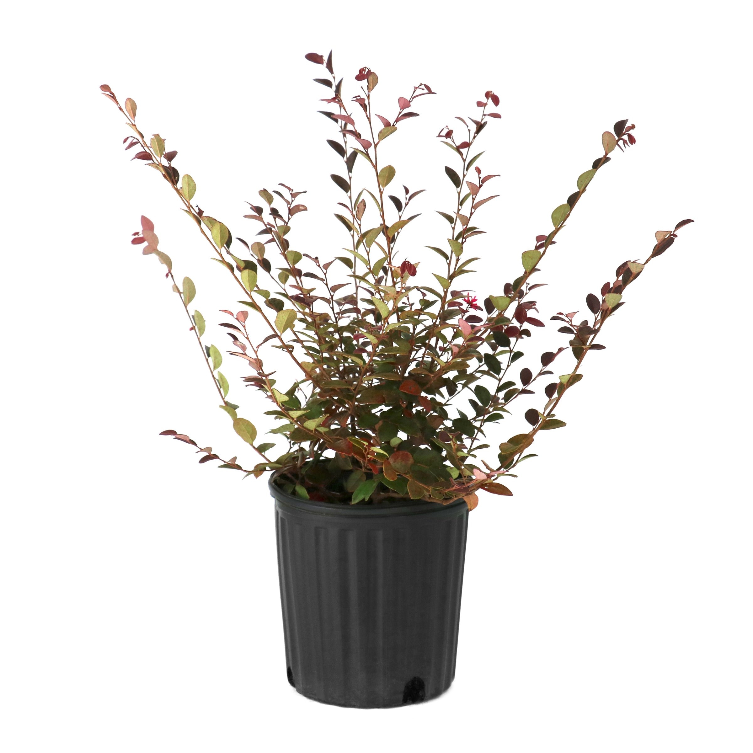 National Plant Network - 1 -Gallon Daruma Loropetalum Flowering Shrub with Pink Blooms 1 -Pack