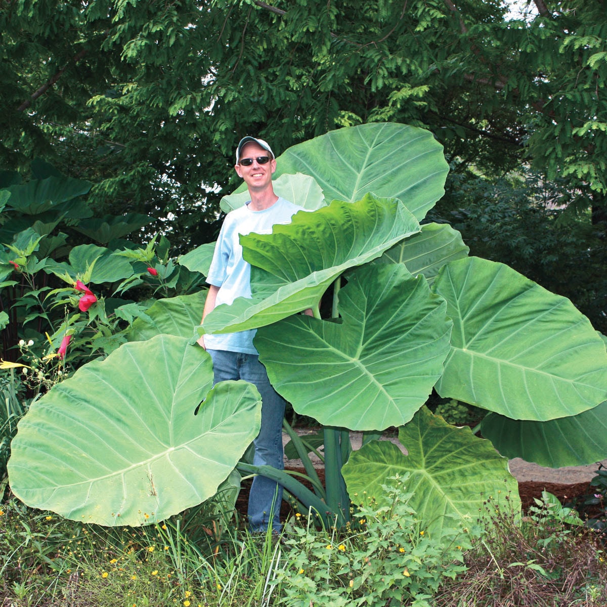 Breck's 90296 No flowers Thailand Giant Elephant Ear Dormant Foliage Bulbs 3 Pack