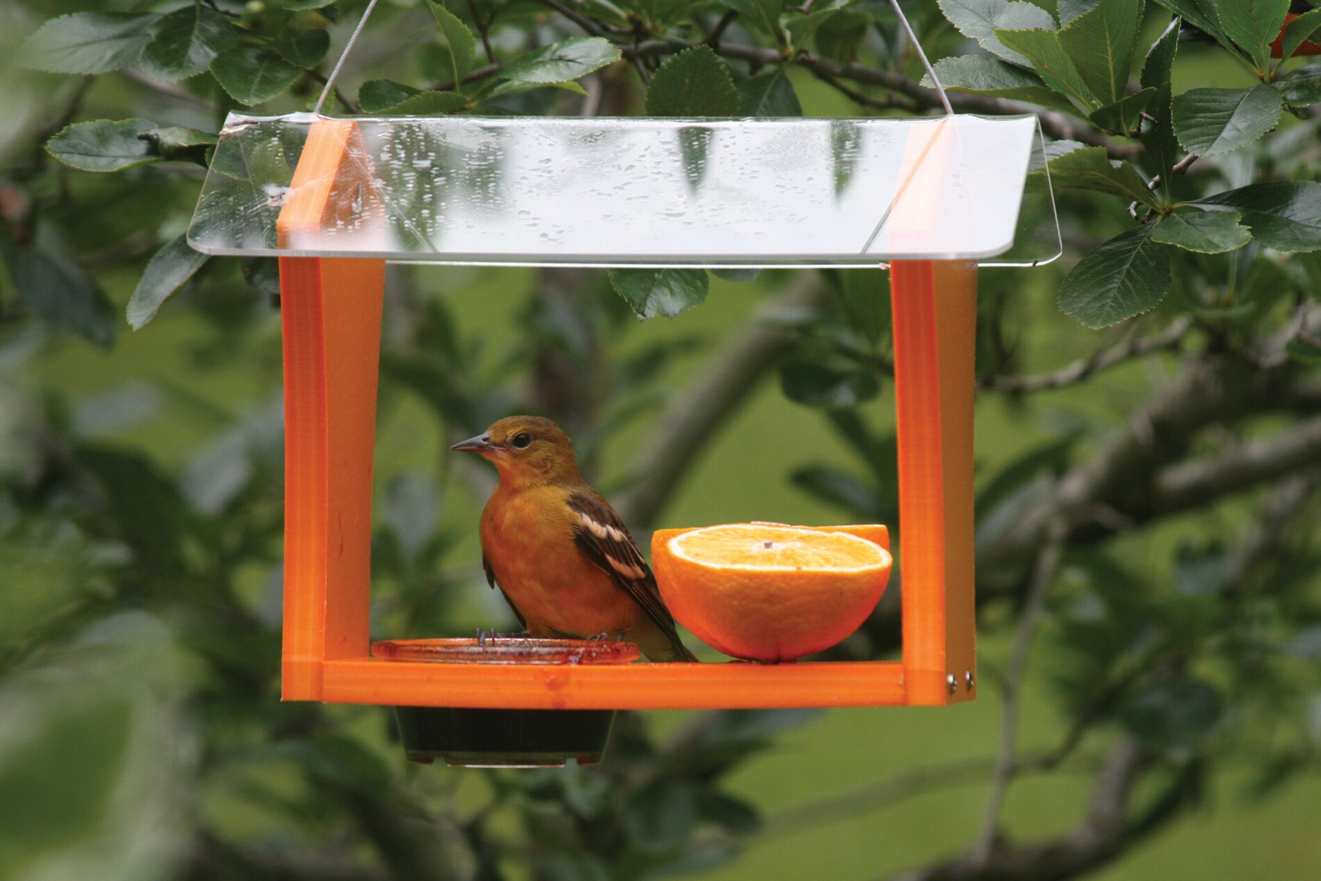 BIRDS CHOICE GSOF Bird-Feeders - View #6