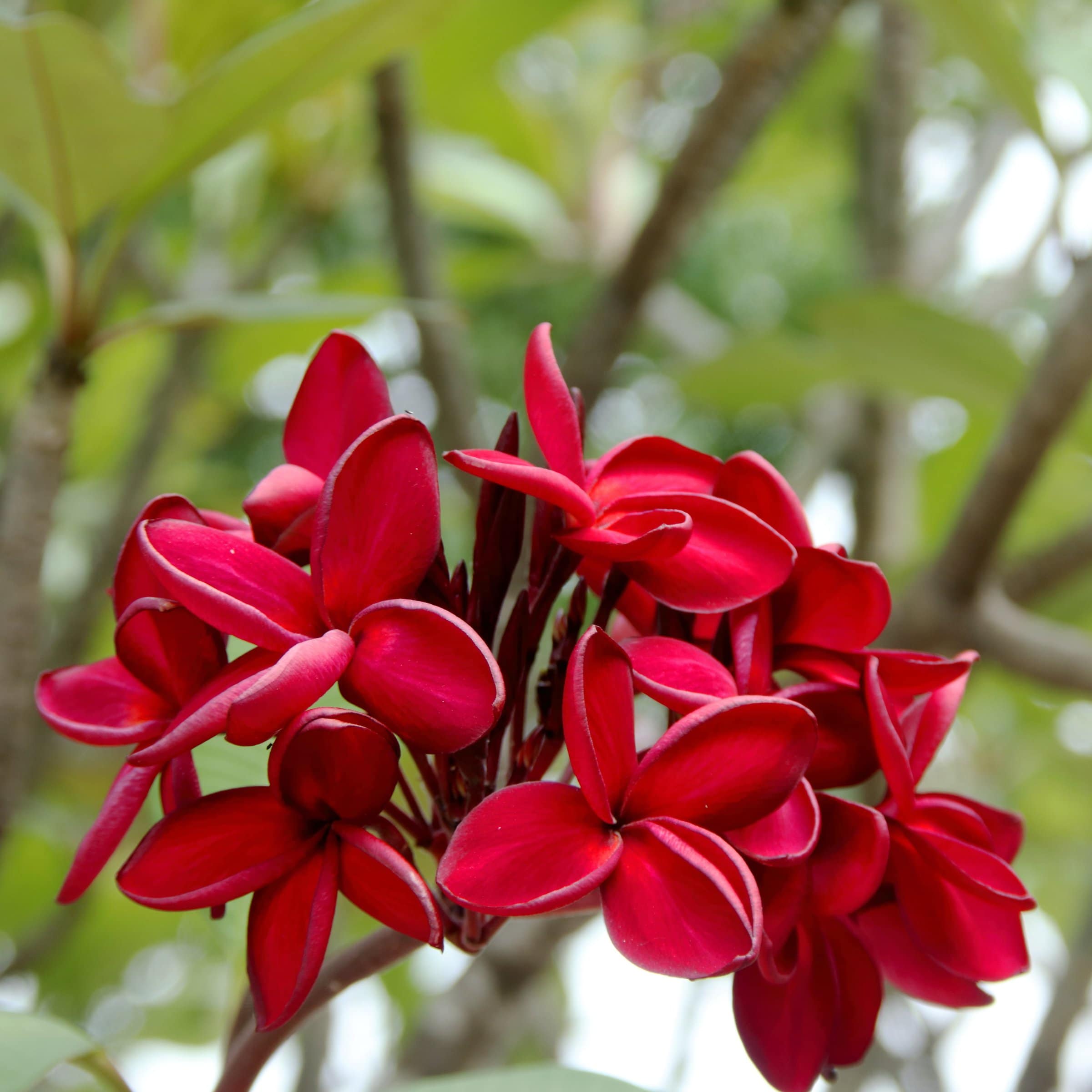 National Plant Network LW2558 Red Plumeria Red Bordeaux in 1 Gallon(s) Pot 1 -Pack