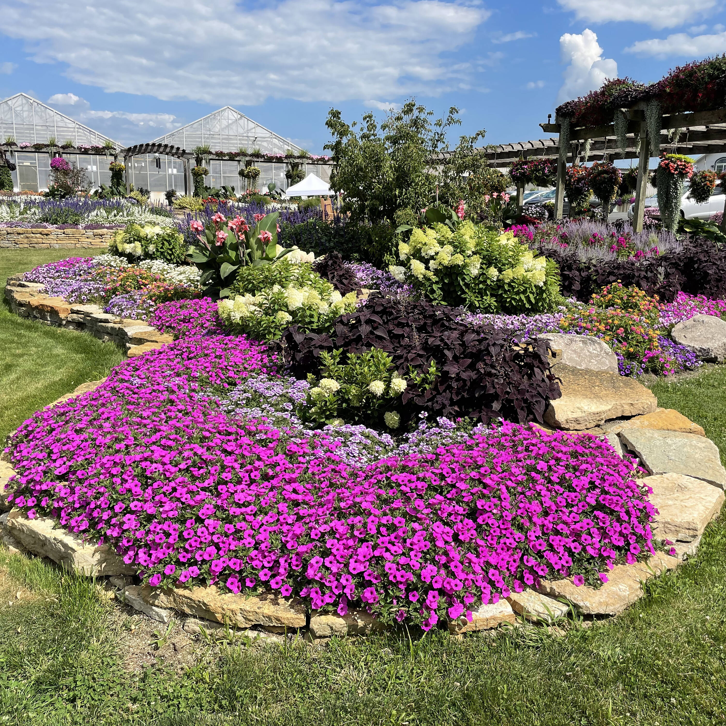 Proven Winners SUPPRW4067504 annuals - View #6