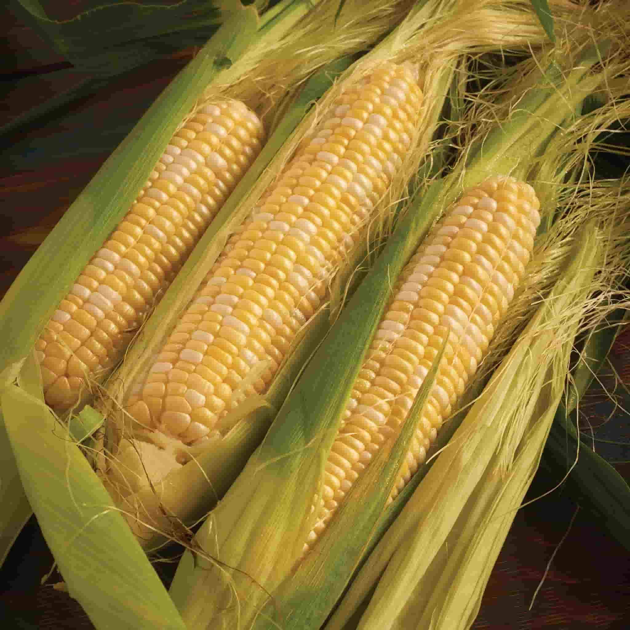 Ferry-Morse LC25.4038 Vegetable-Herb-Seeds - View #3